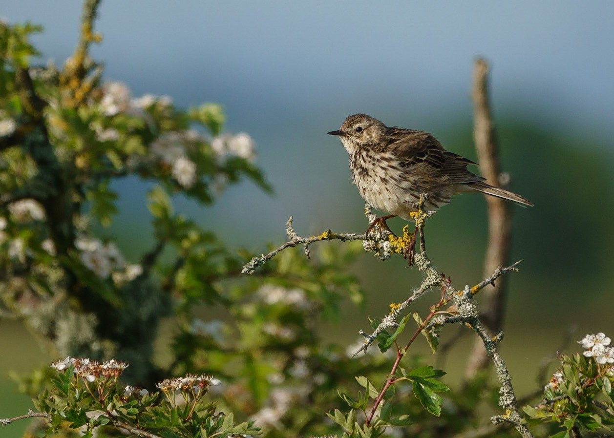 Meadow Pippit