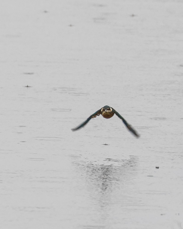Kingfisher