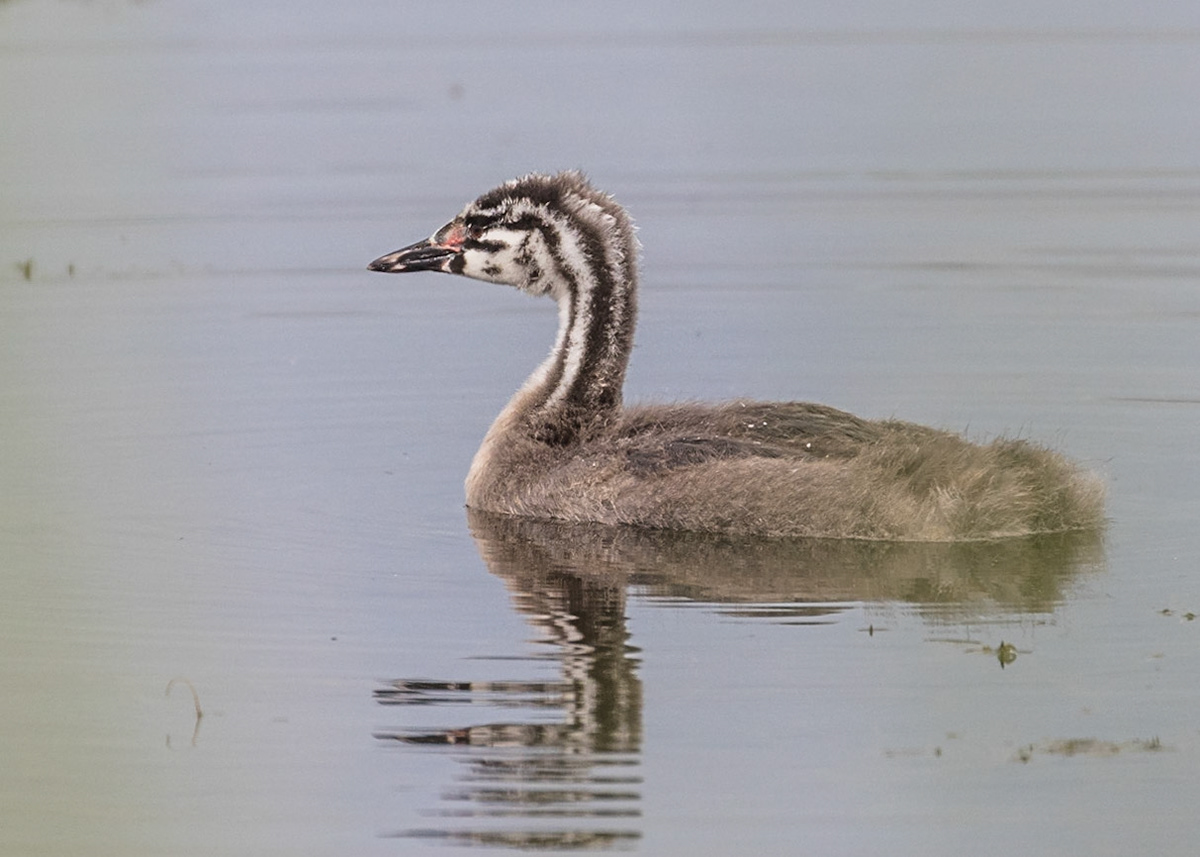 Great Crested Grebe