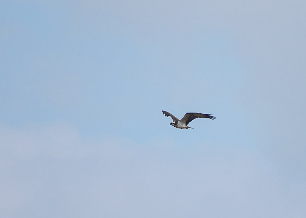 Osprey