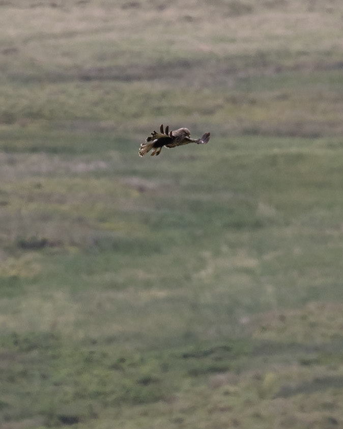 Hen Harrier