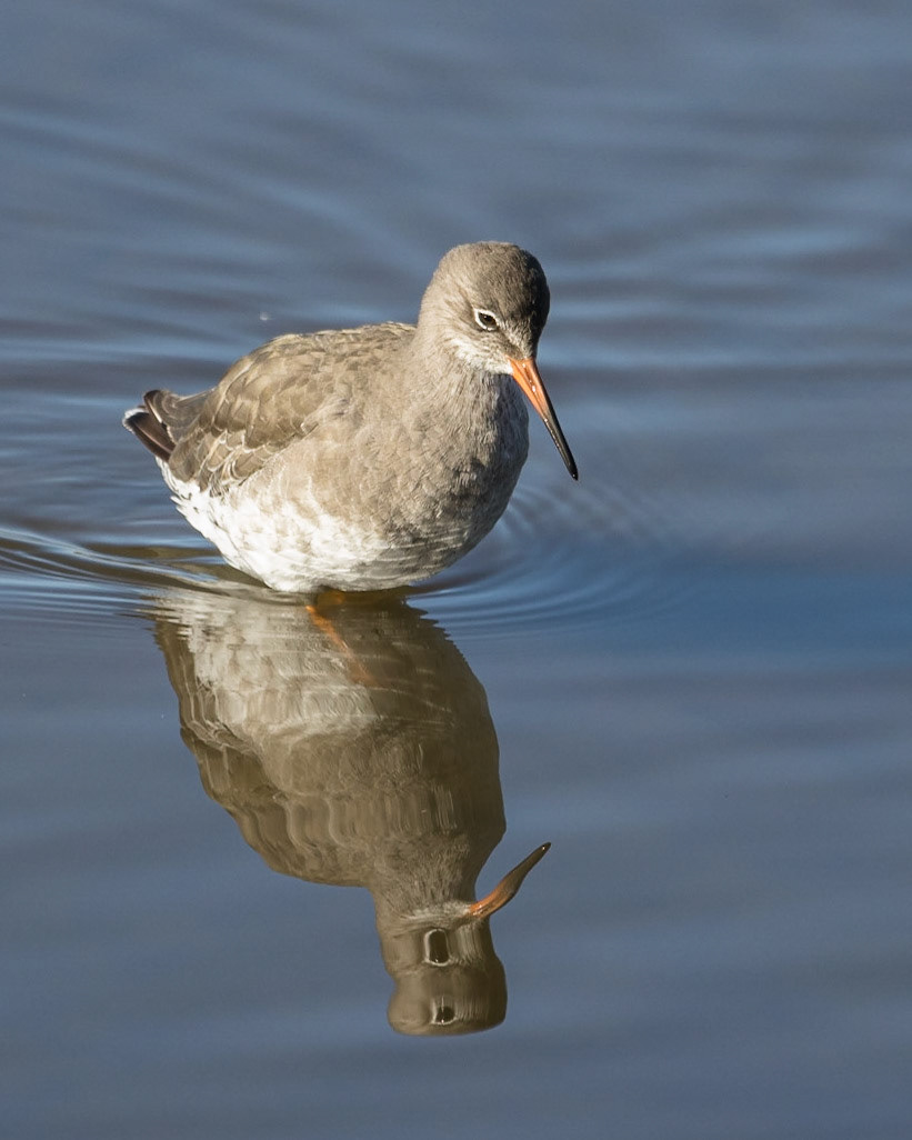 Redshank