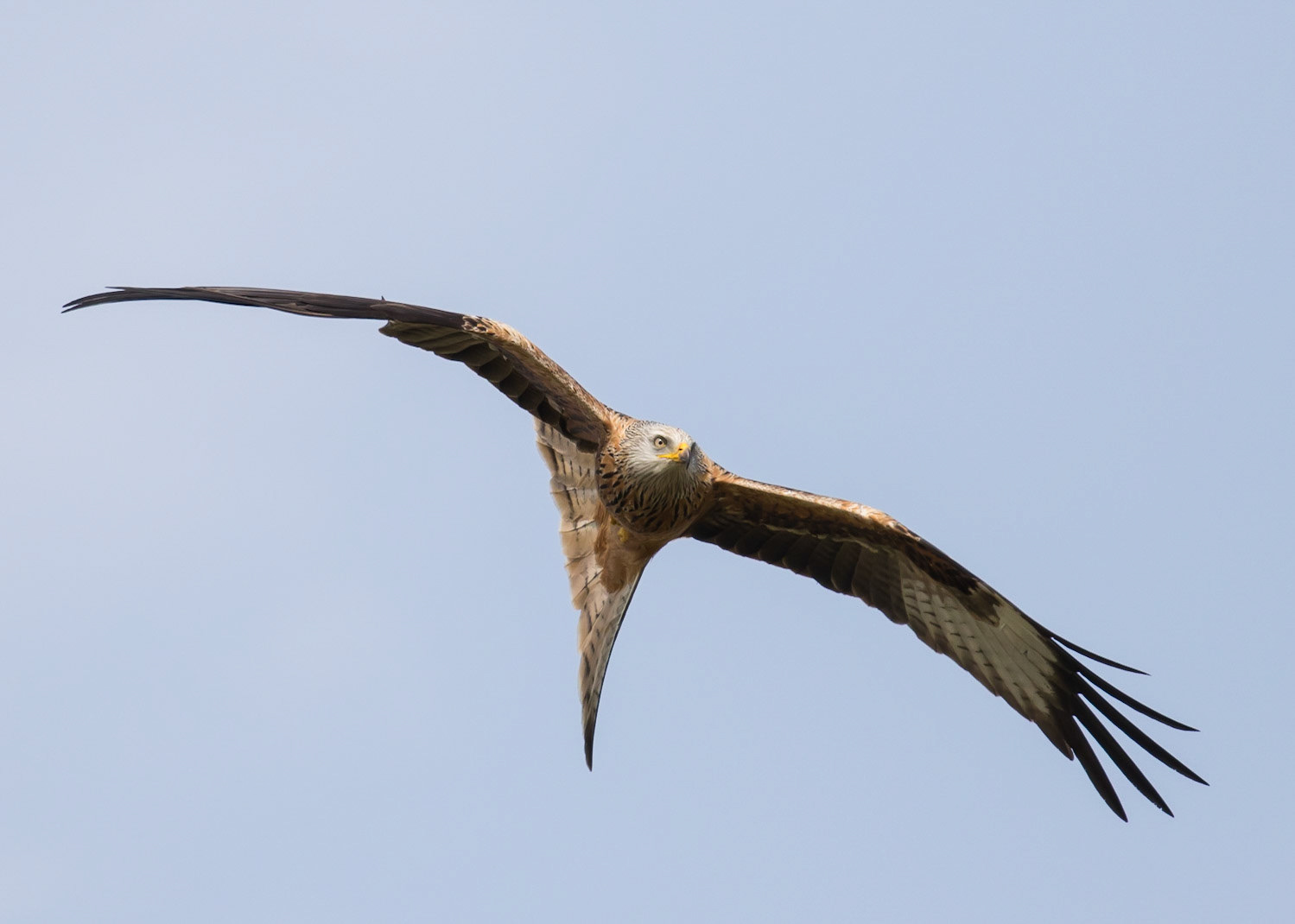 Red Kite