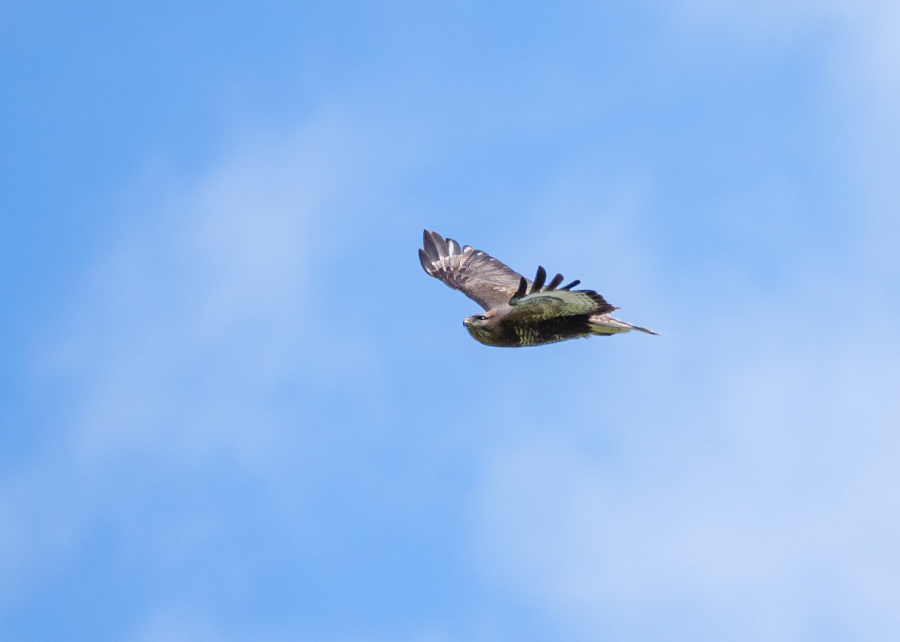 Buzzard