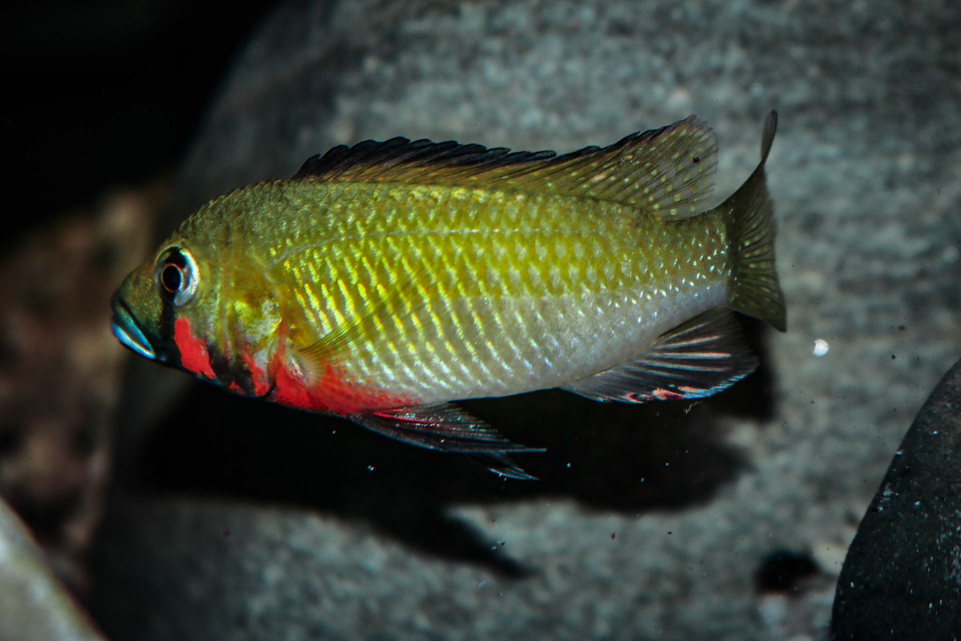 Thoracochromis brauschi