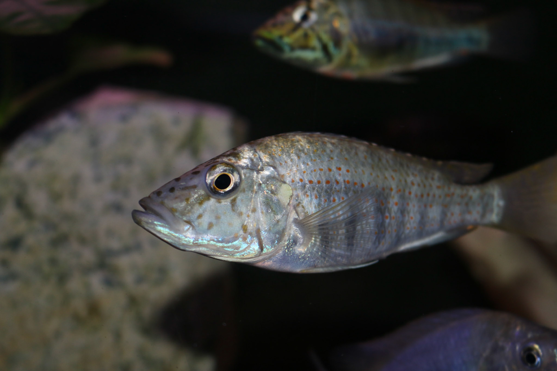 Ctenochromis horei