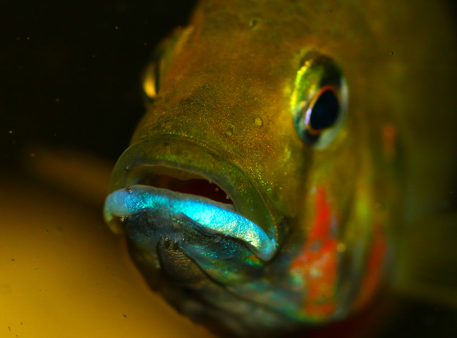 Thoracochromis brauschi