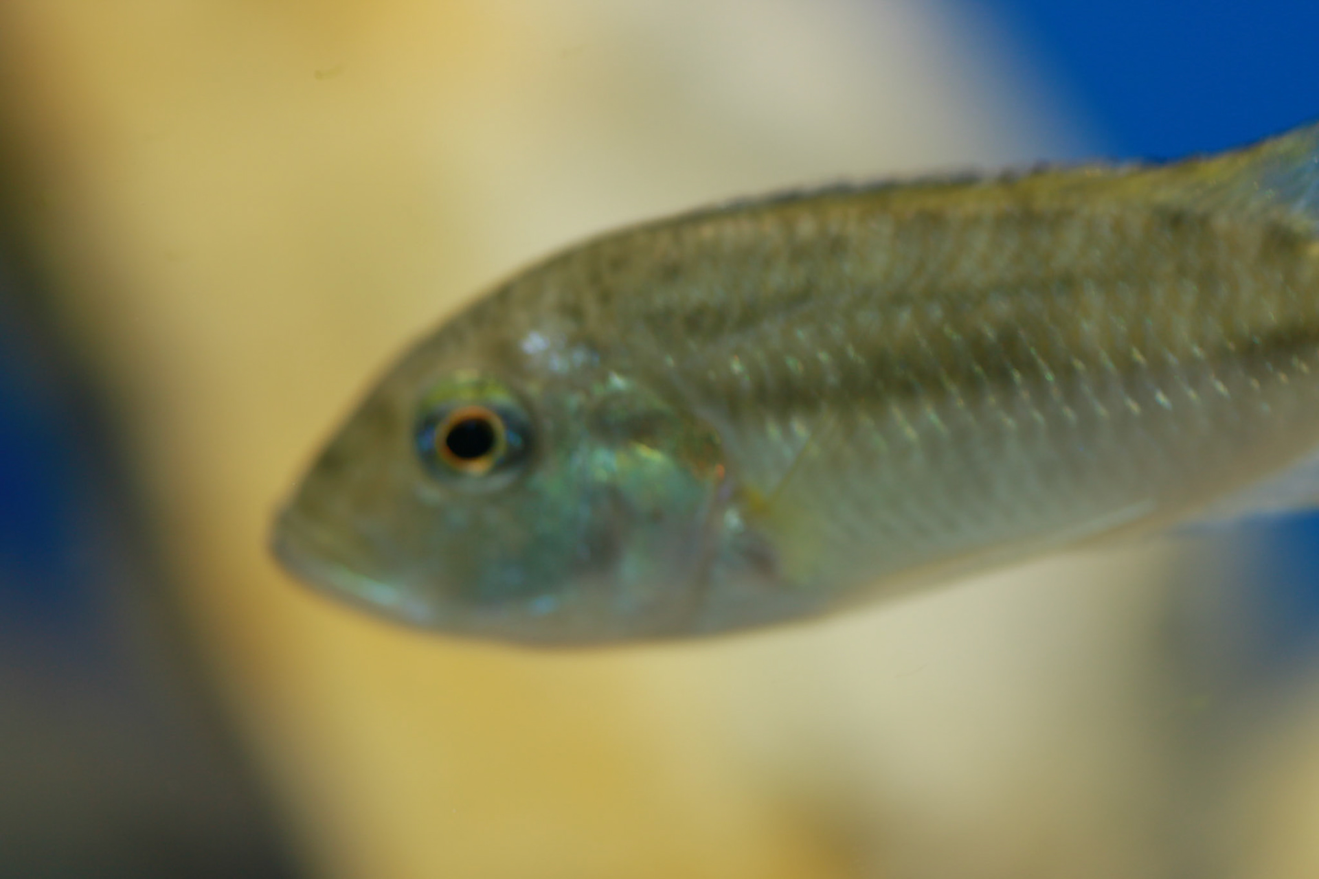 Thoracochromis brauschi