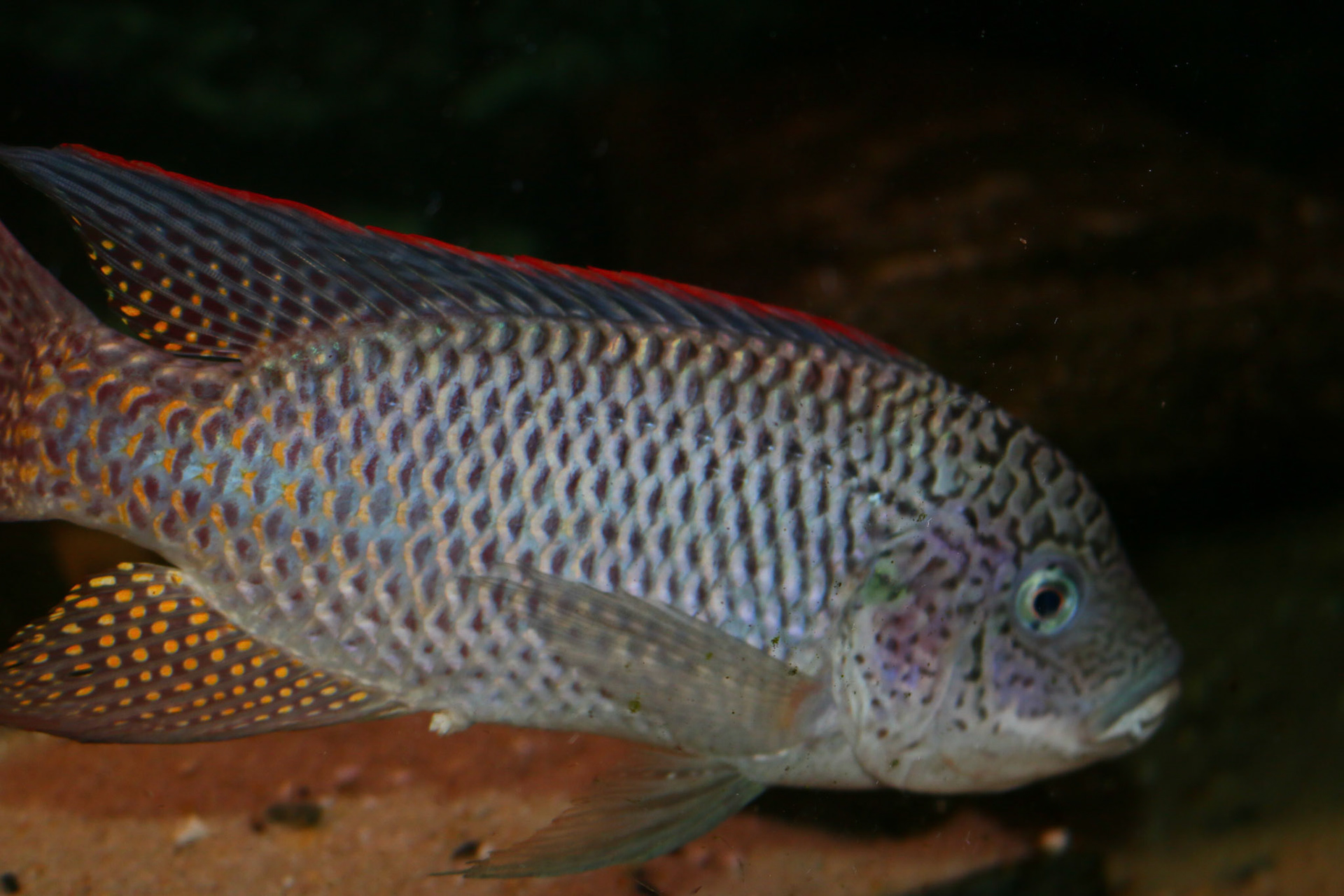 Oreochromis Schwebischi