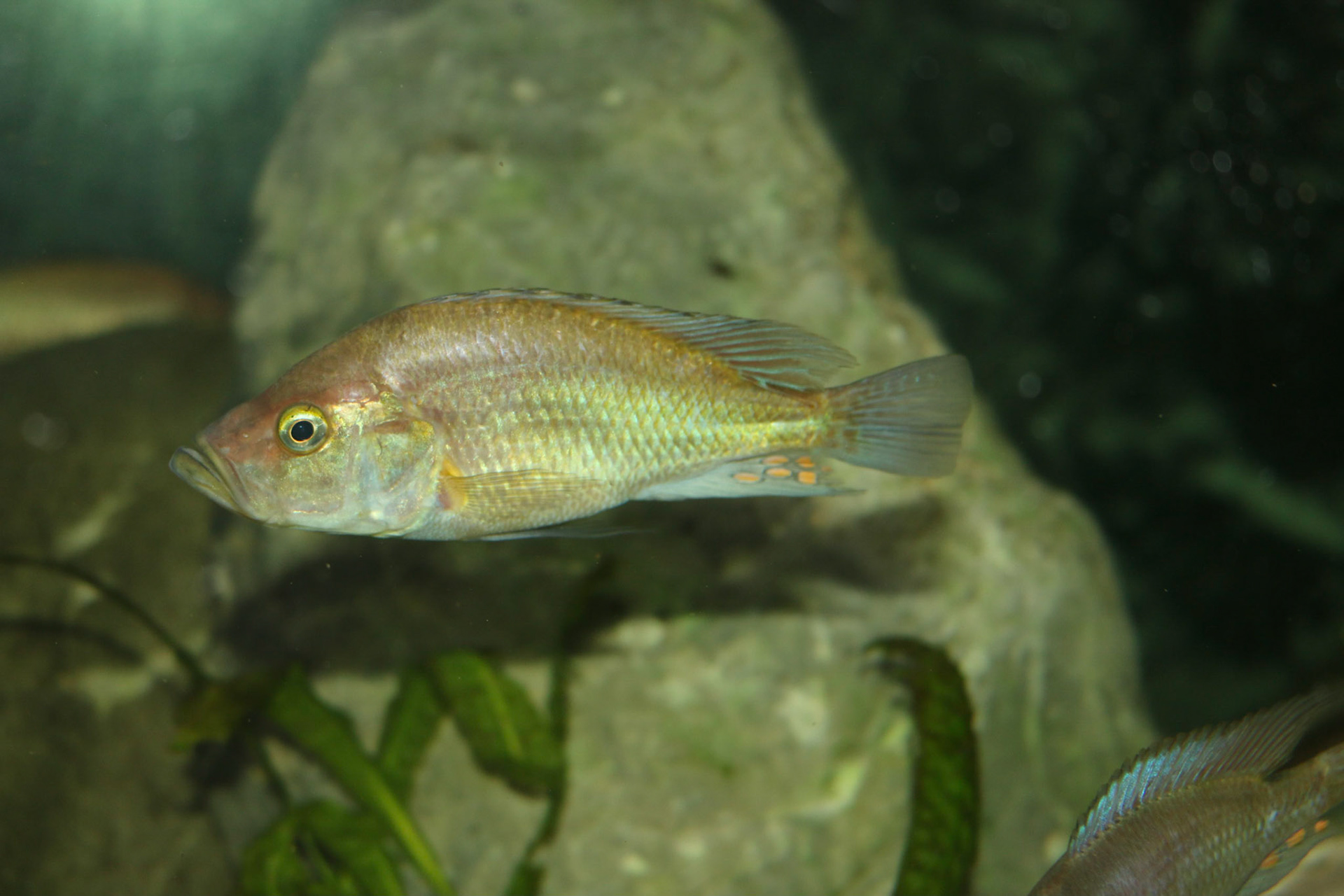 Pyxichromis orthostoma