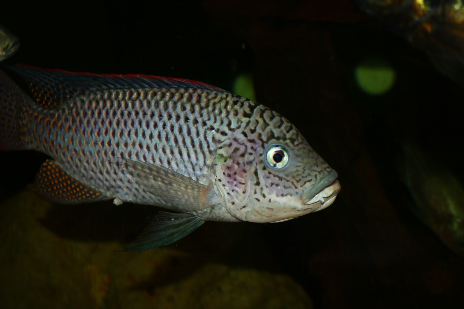 Oreochromis Schwebischi