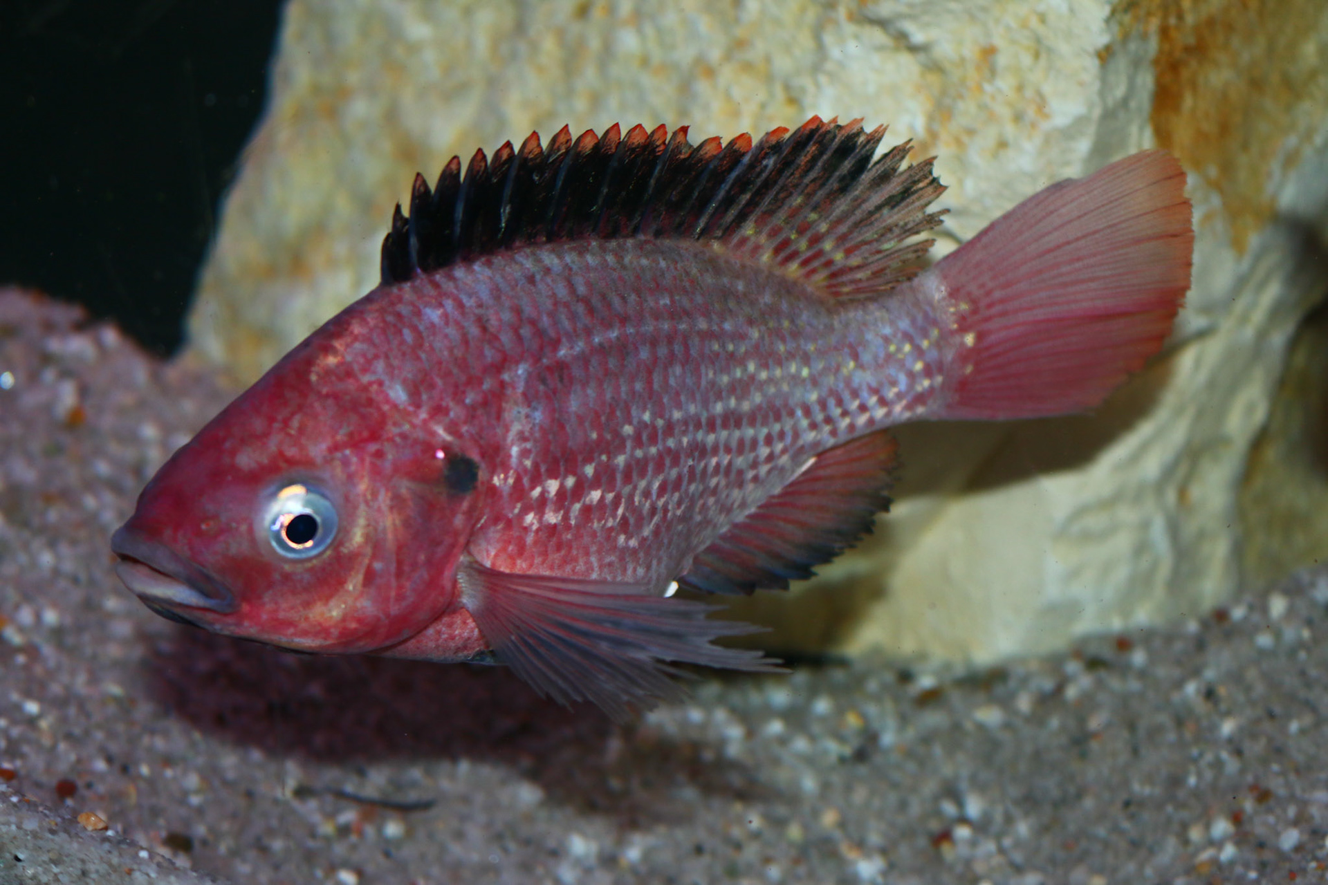 Tonisafricancichlids Oreochromis esculentus