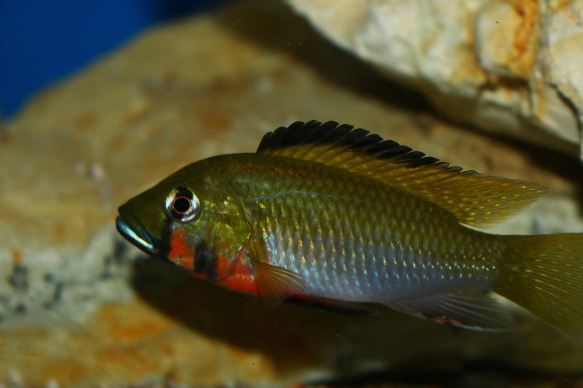 Thoracochromis brauschi