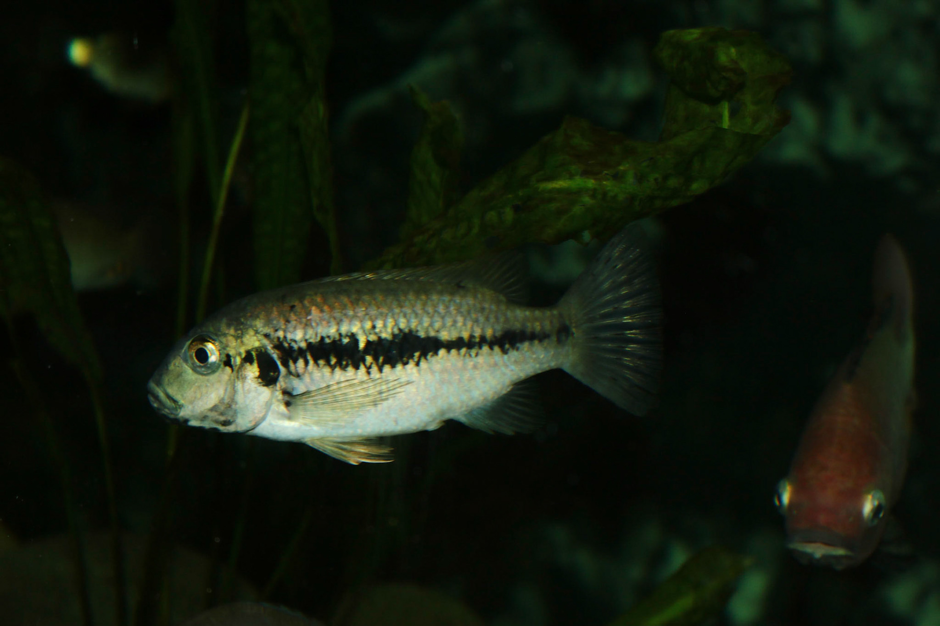 Konia eisentrauti