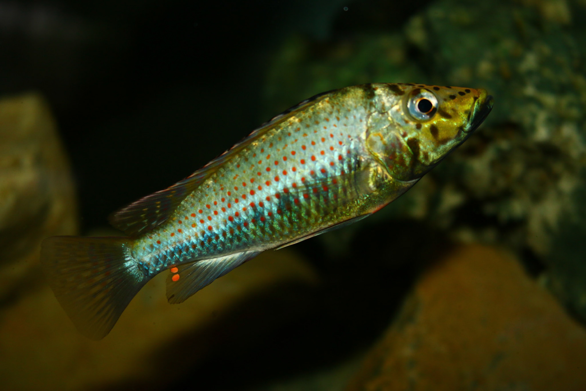 Ctenochromis horei