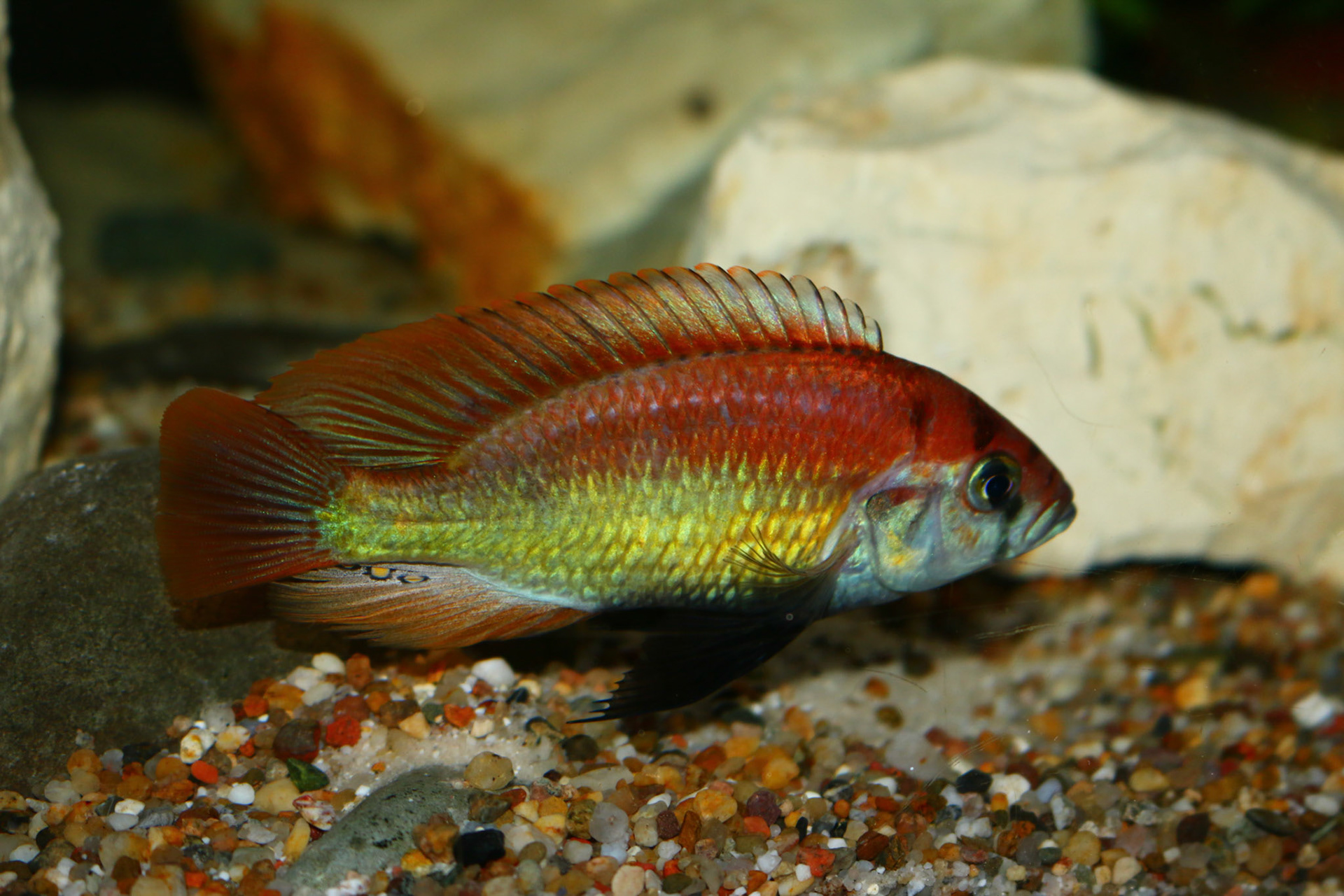 Tonisafricancichlids Haplochromis Nuchisquamulatus