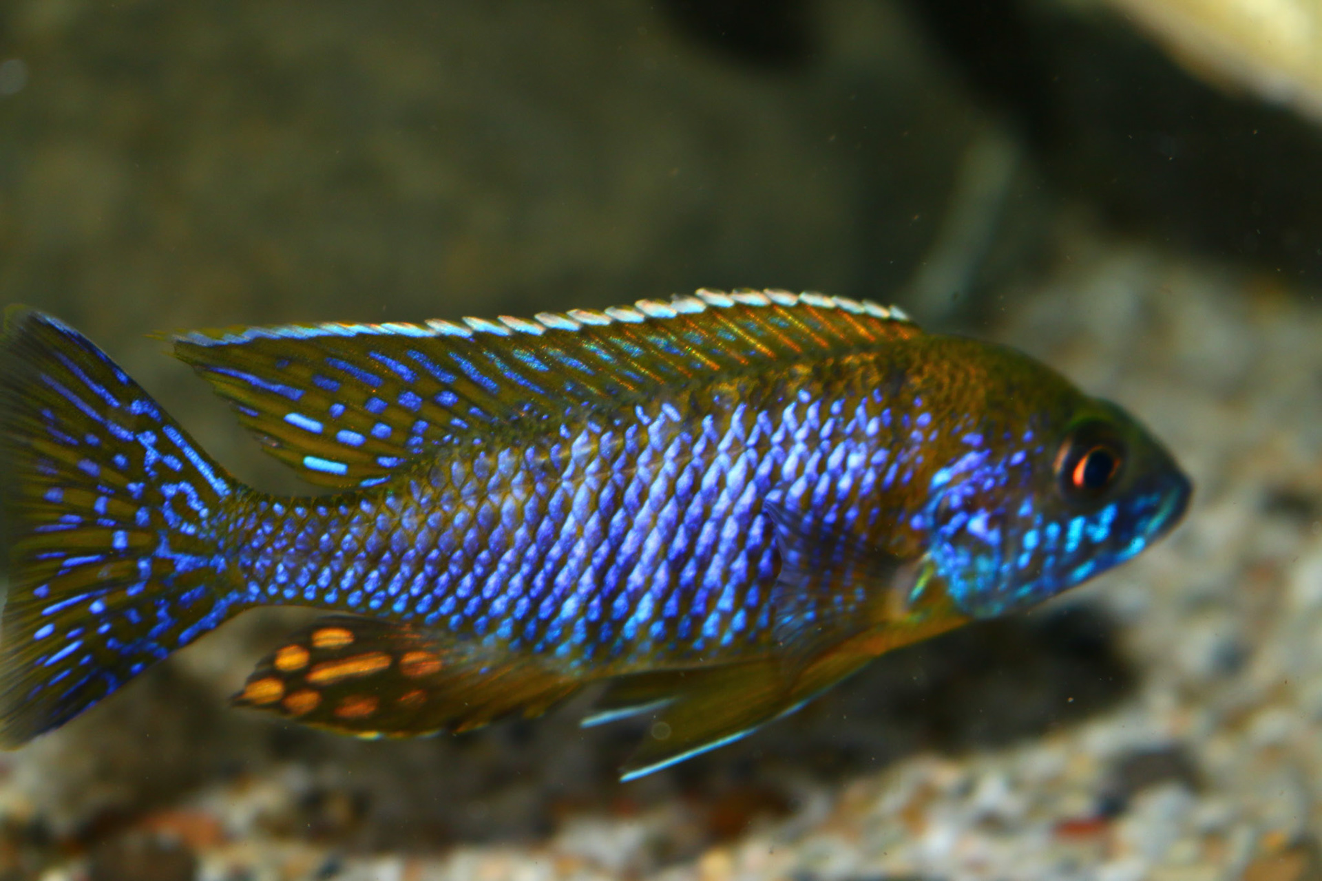 Tonis-africancichlids - Aulonocara Saulosi Green Face Likoma