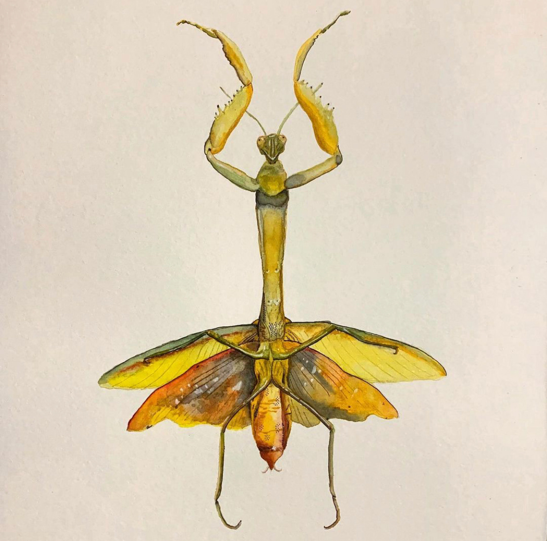 "The Mantis" 11 x 14 inches, Watercolor