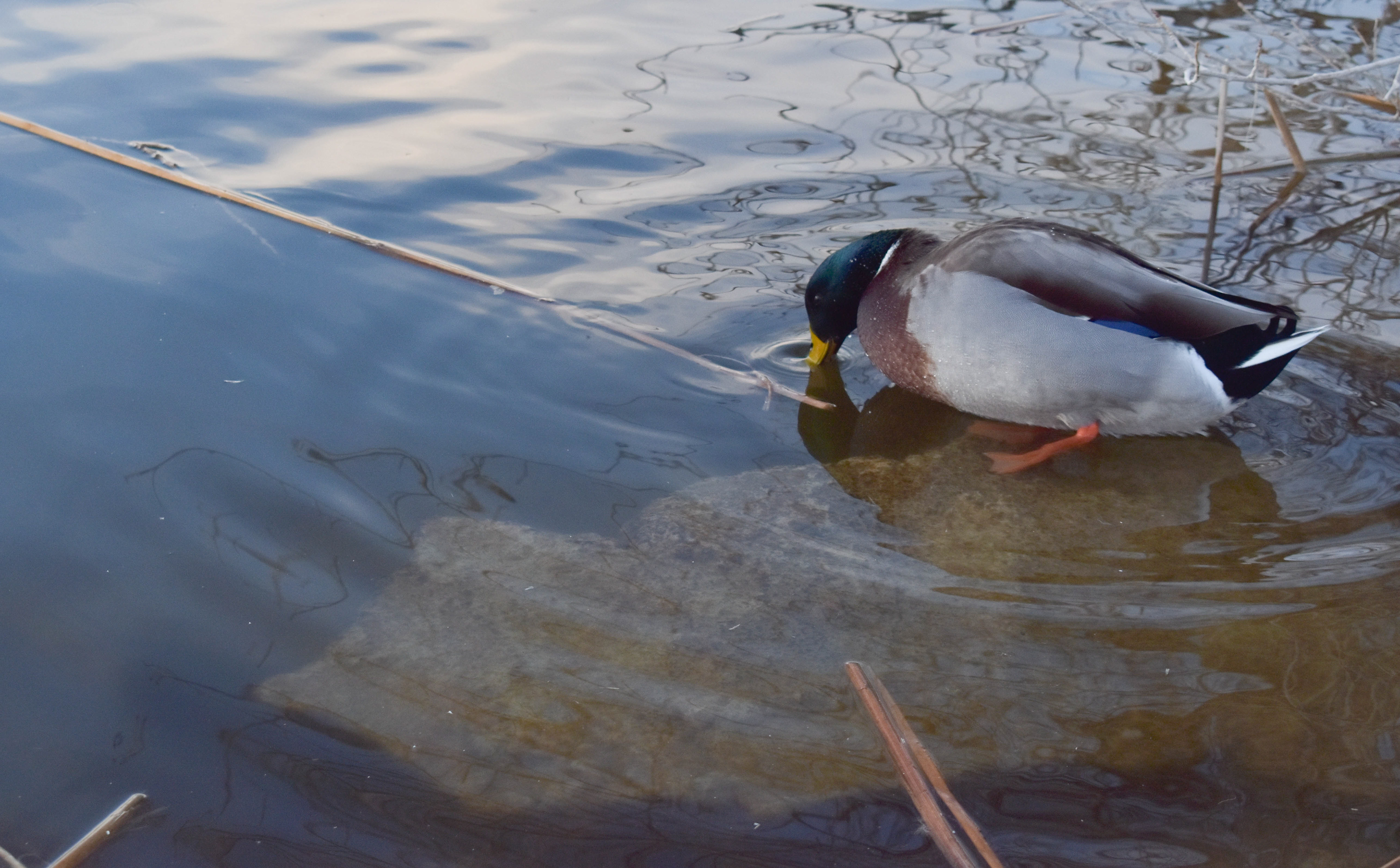 Rule of Thirds focus on the duck