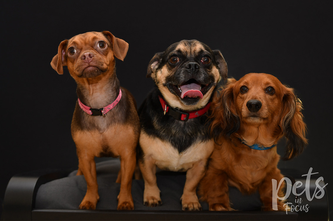 Willow, Todd and Copper