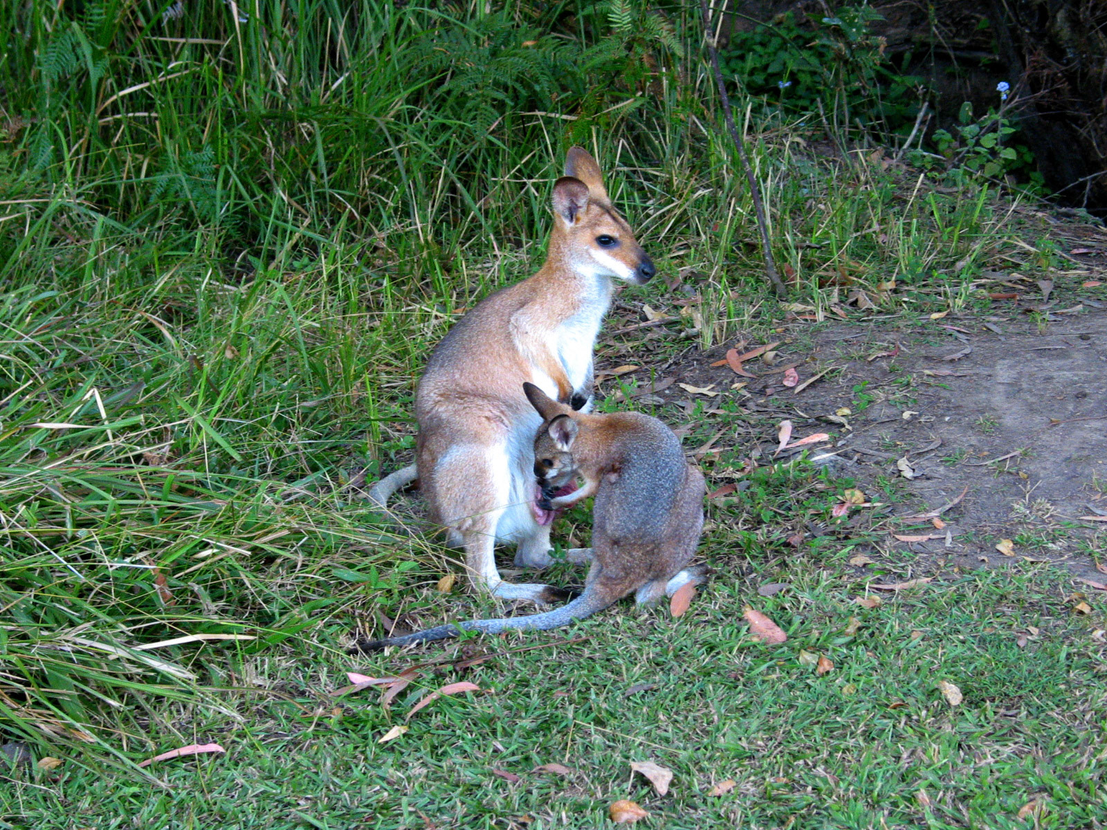 Kangaroo with her joey