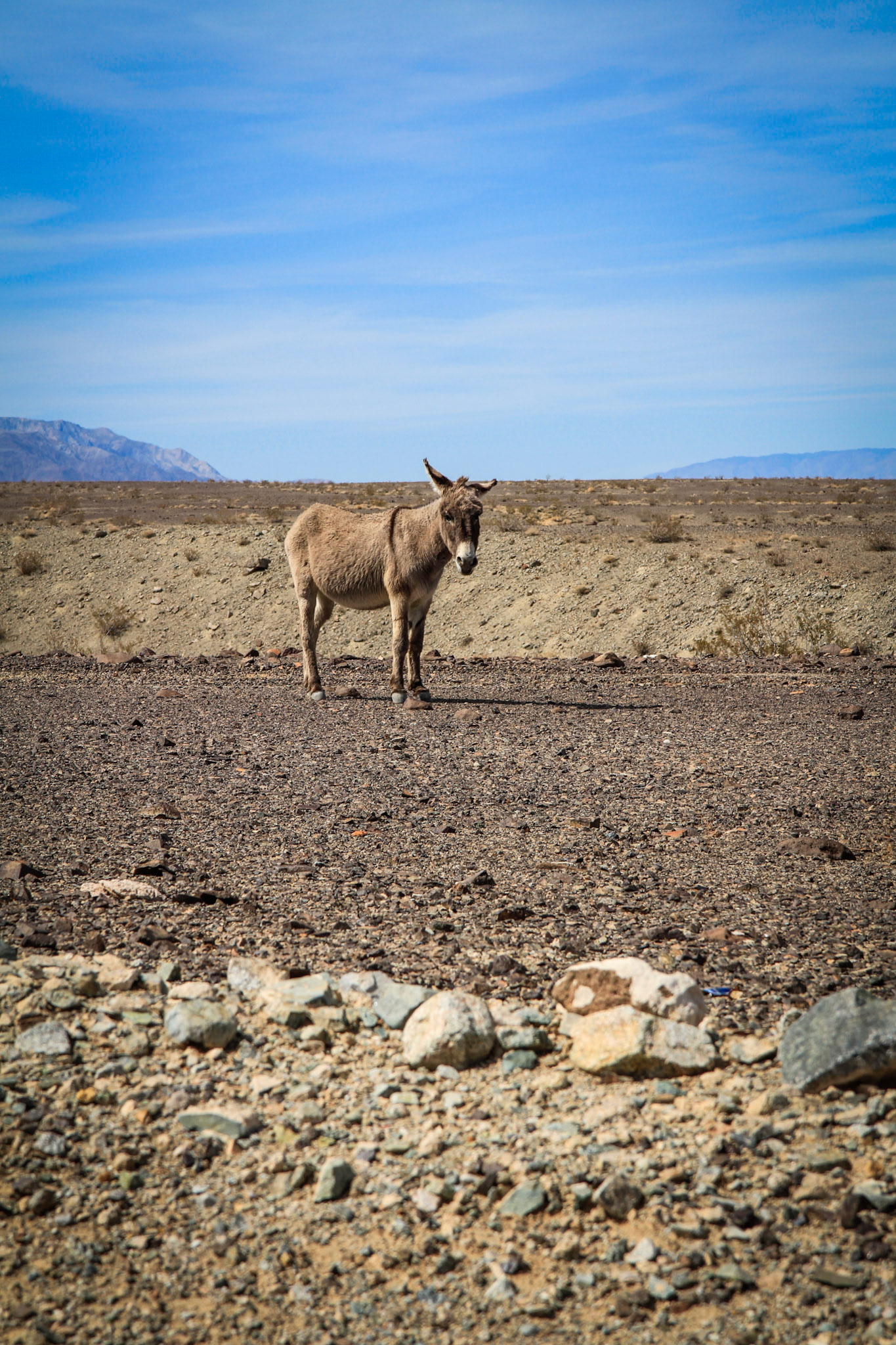 Wild burro