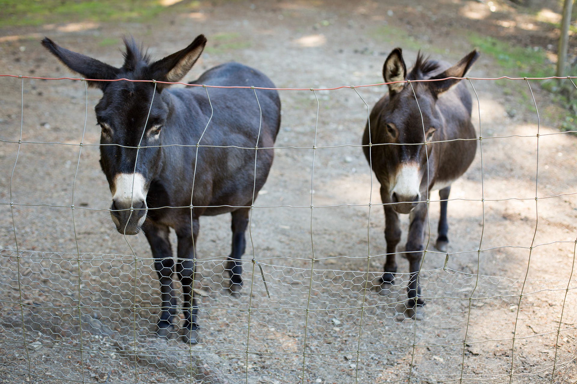 Two miniature donkeys at our Airbnb in Bellingham, WA
