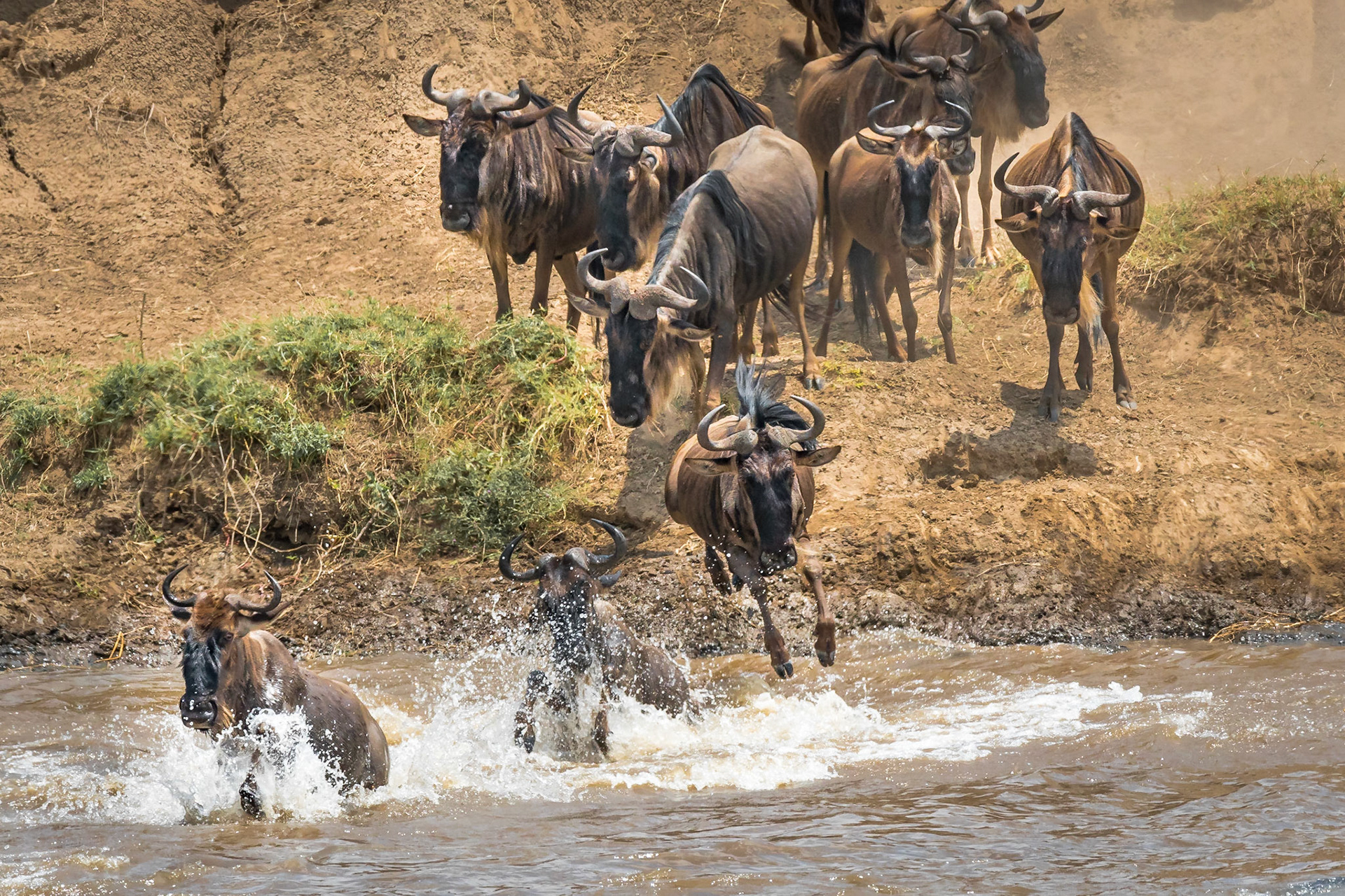 Wildebeest Crossing the Mara River - Tanzania