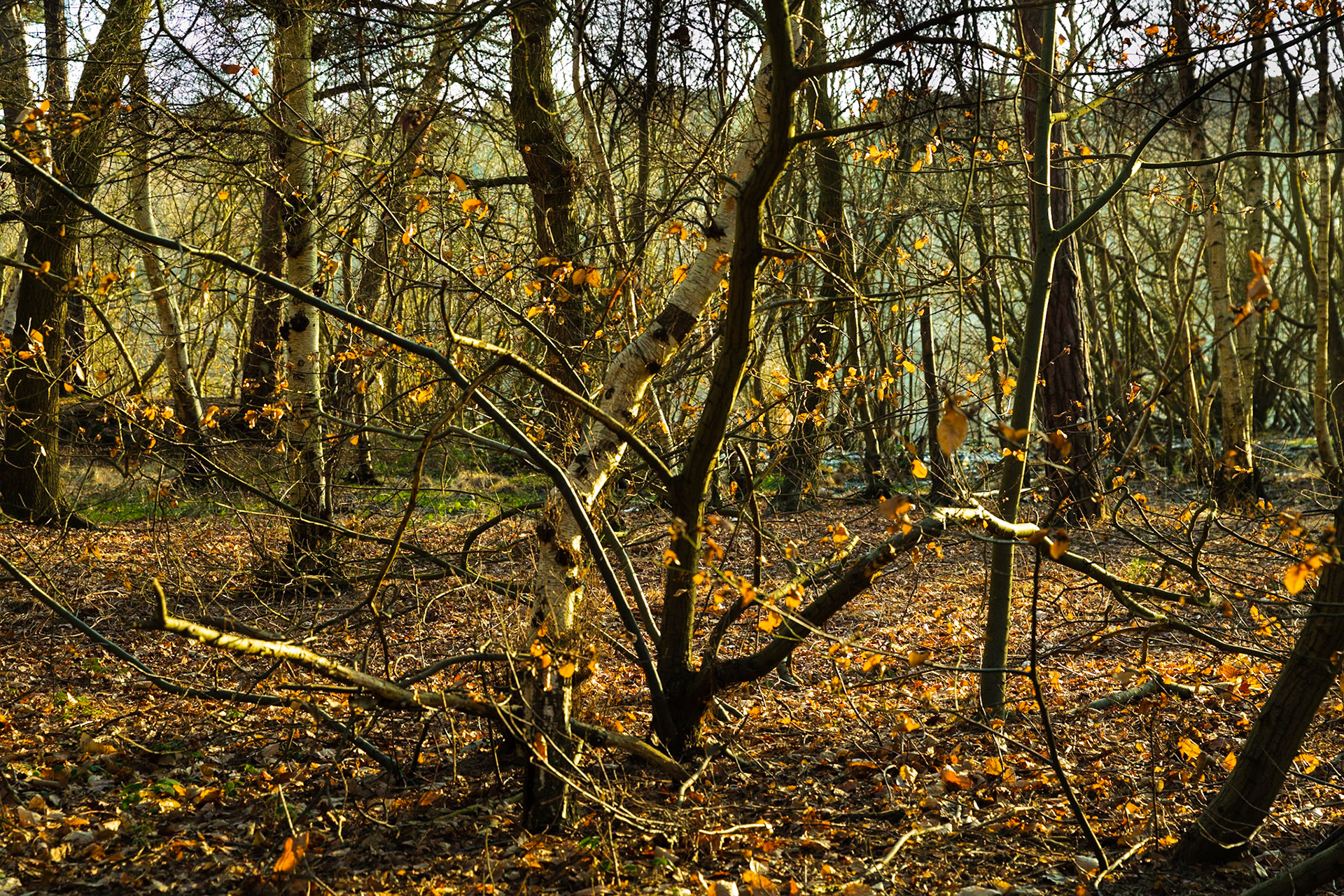 Forest Light - Wisley Common