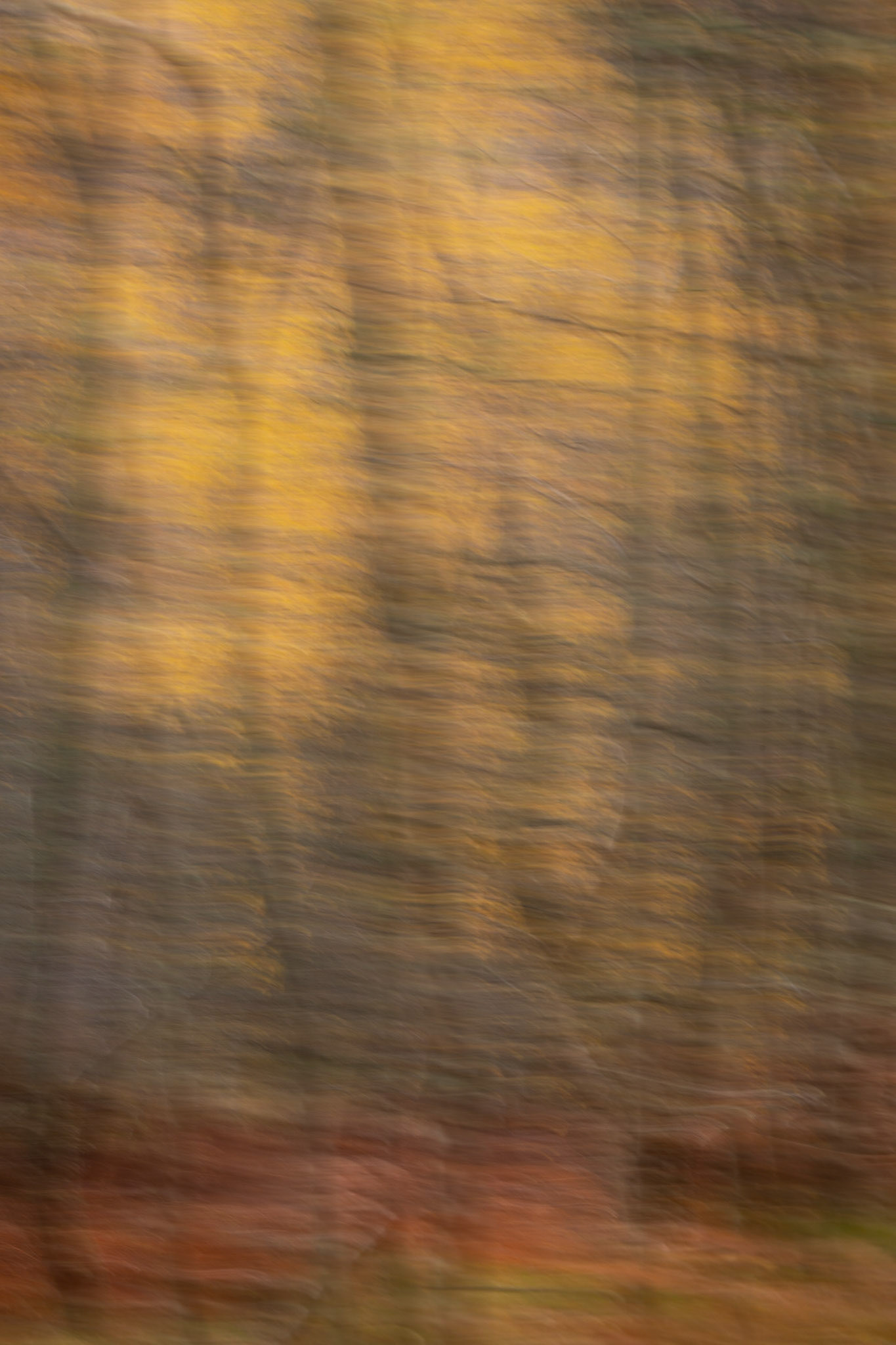 Light in the forest