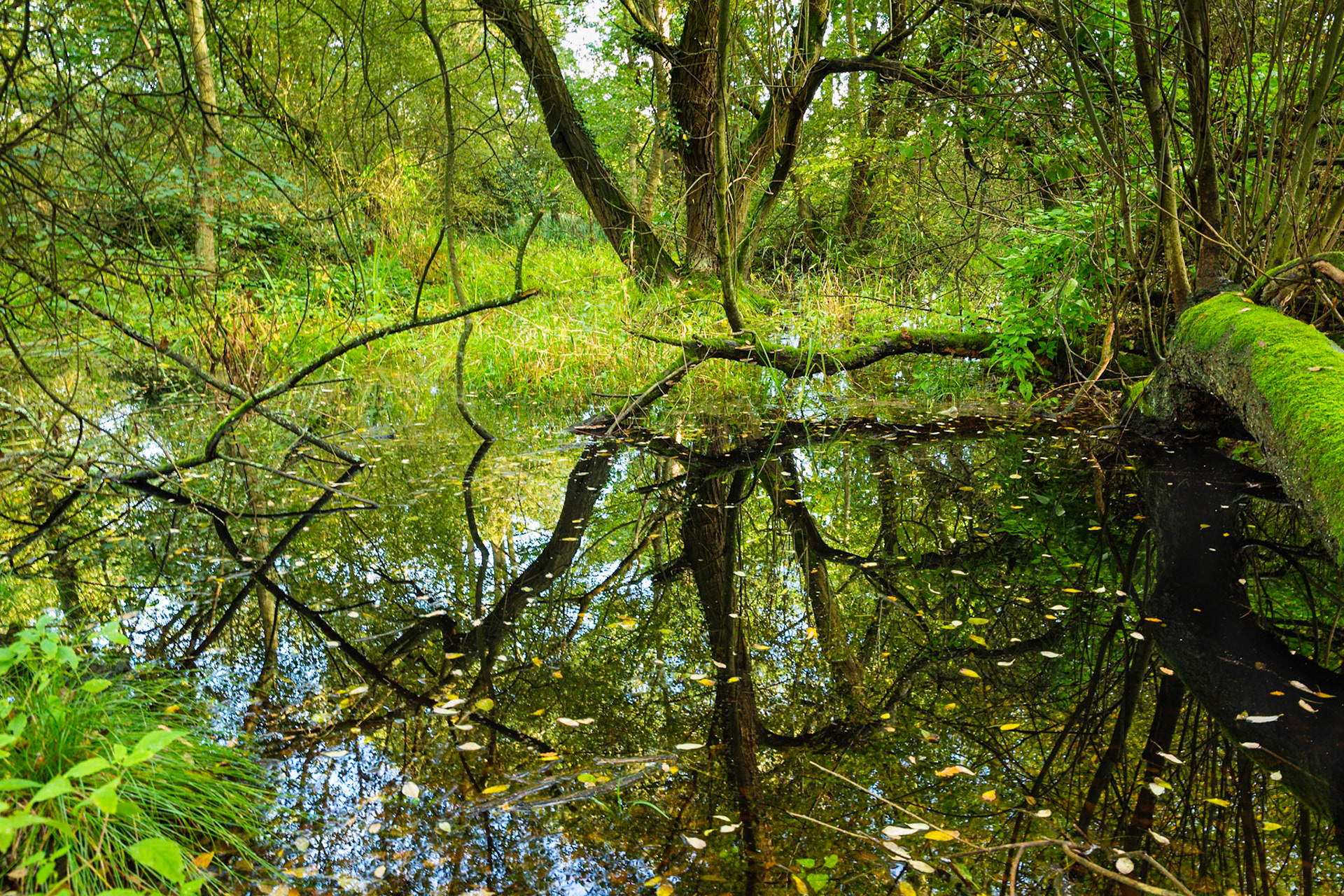 Flooded runoff from Wey Navigation