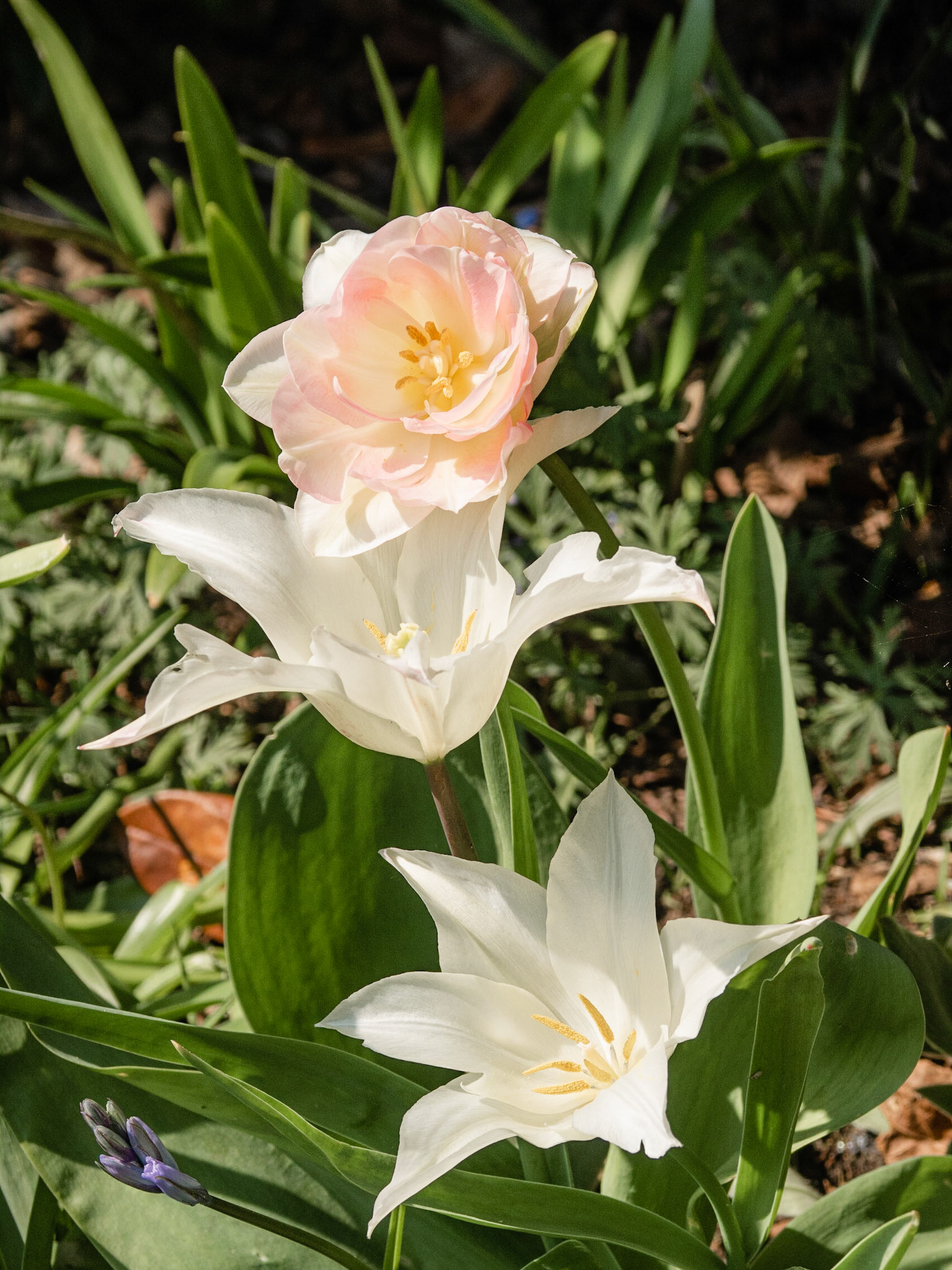 Soft tulips