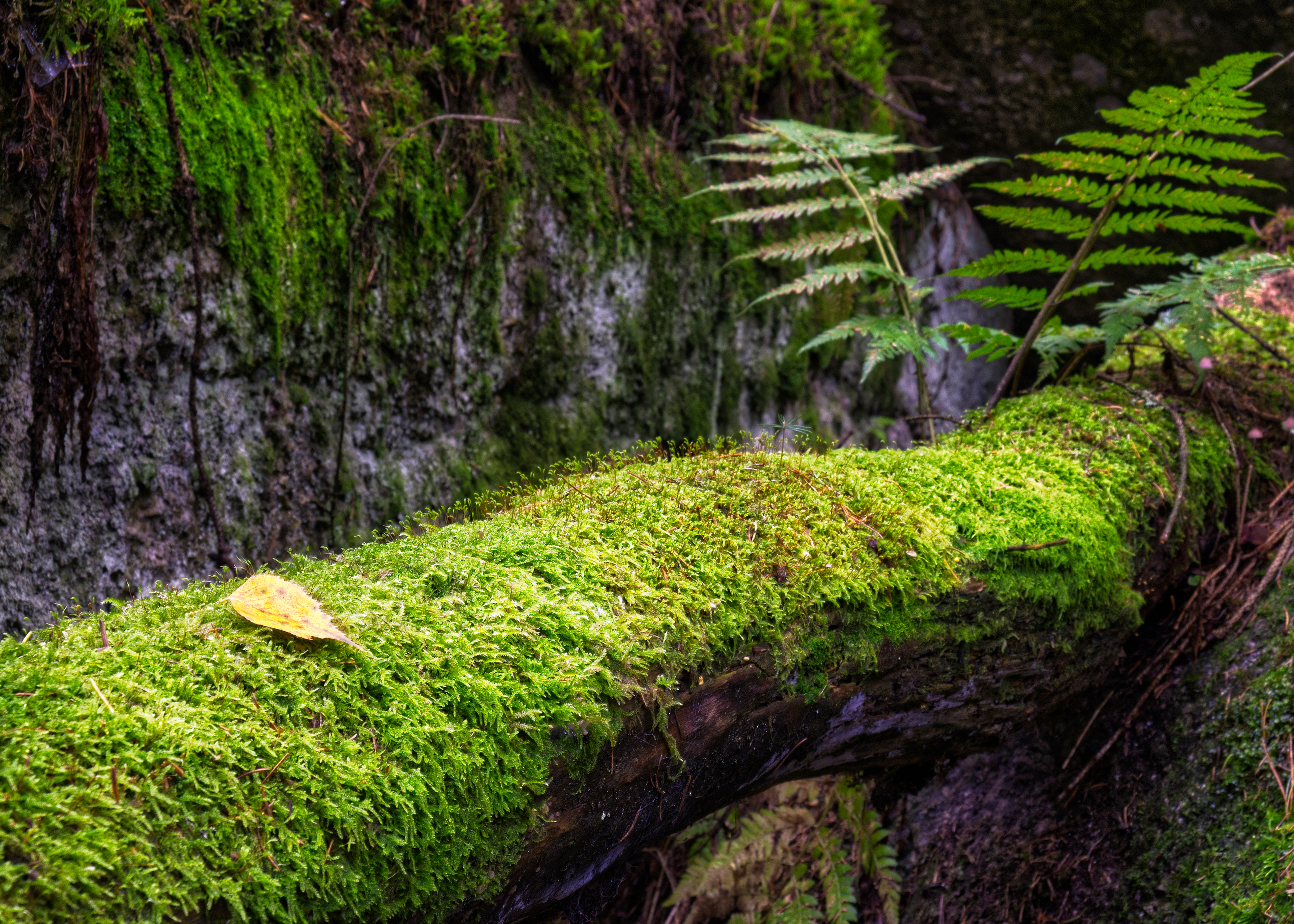 Leaf in the Moss | 2019