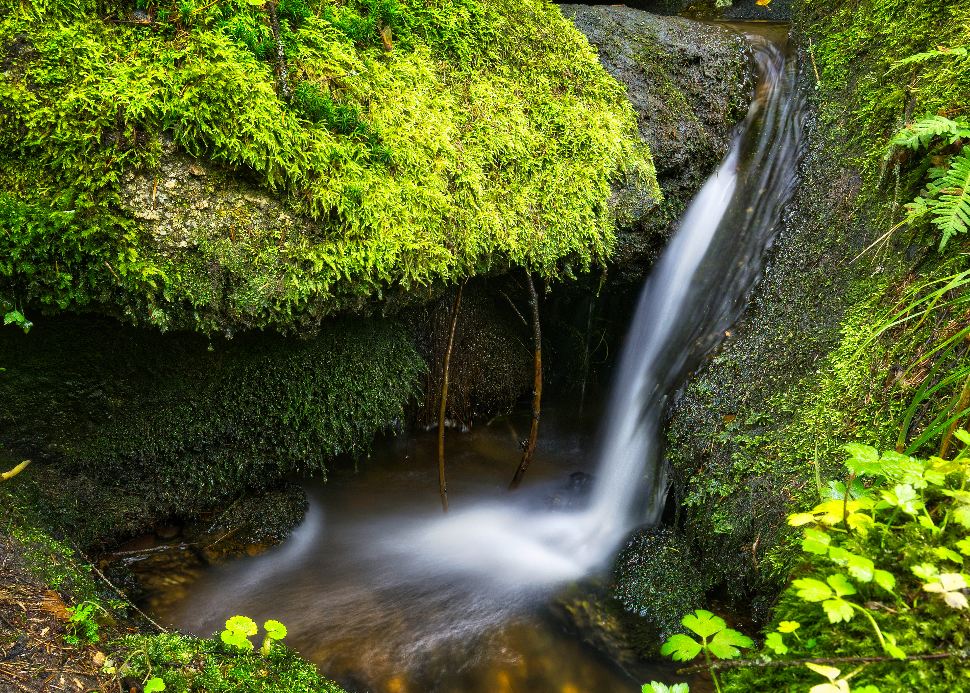 Over the Moss | 2019