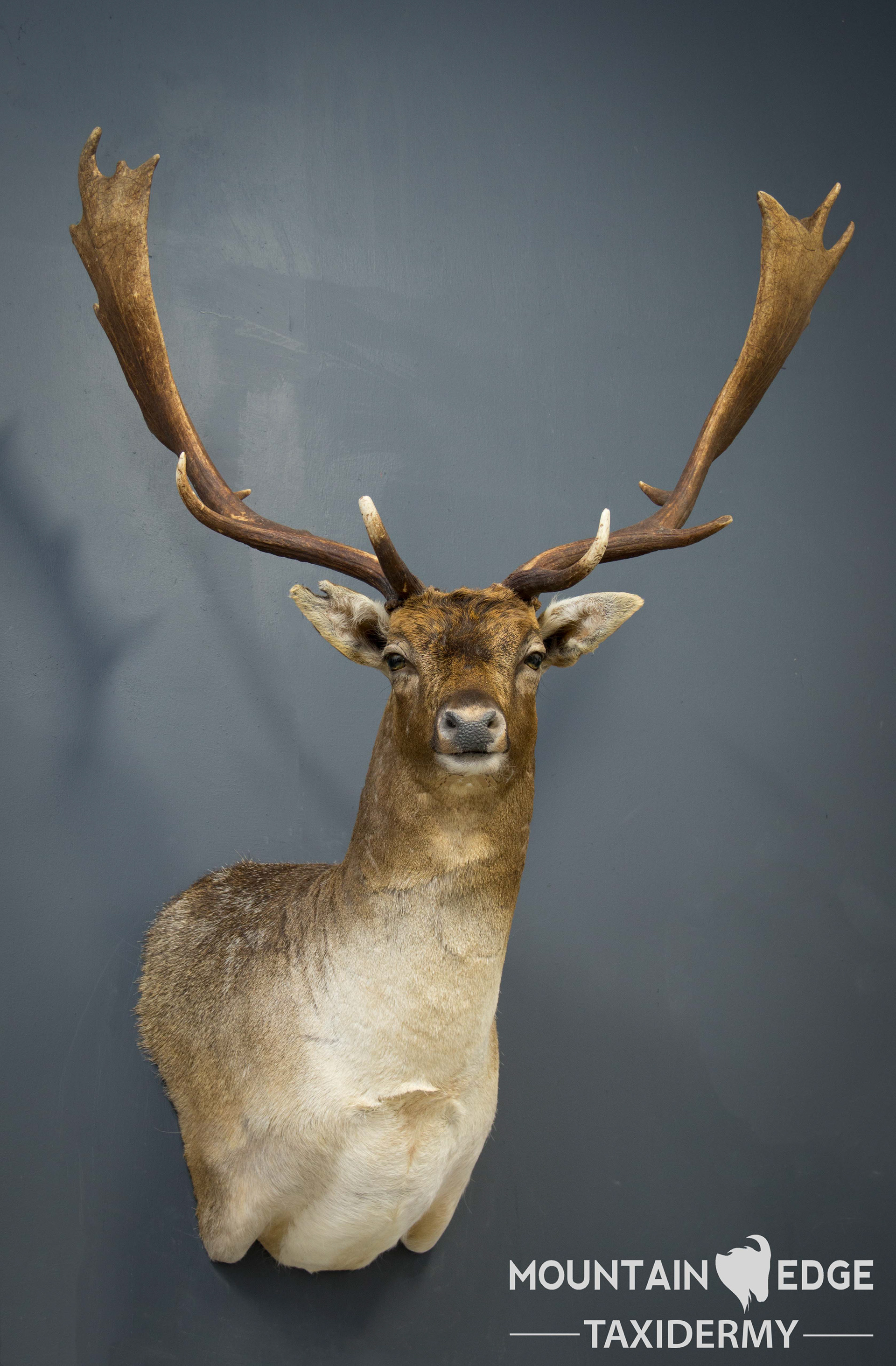 Mountain Edge Taxidermy Offset Shoulder Mount