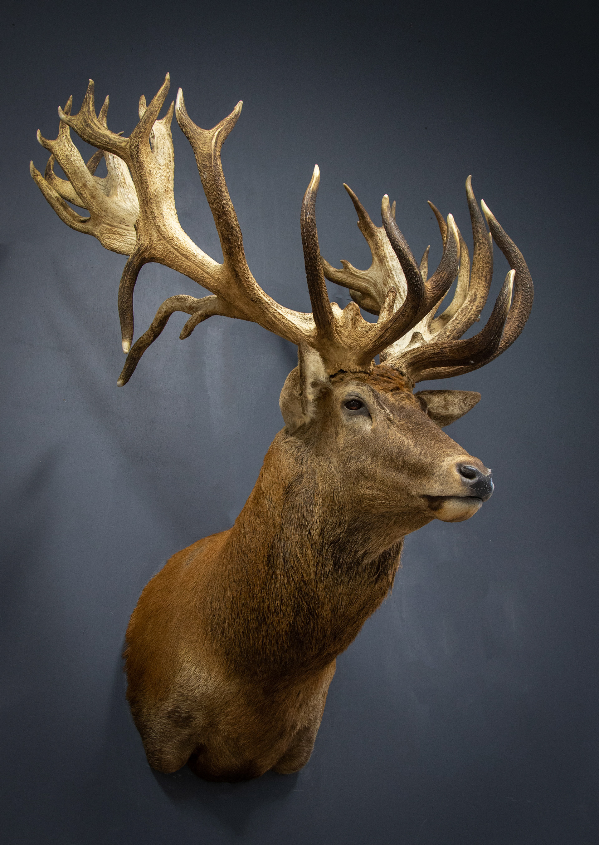 Mountain Edge Taxidermy Red Stag