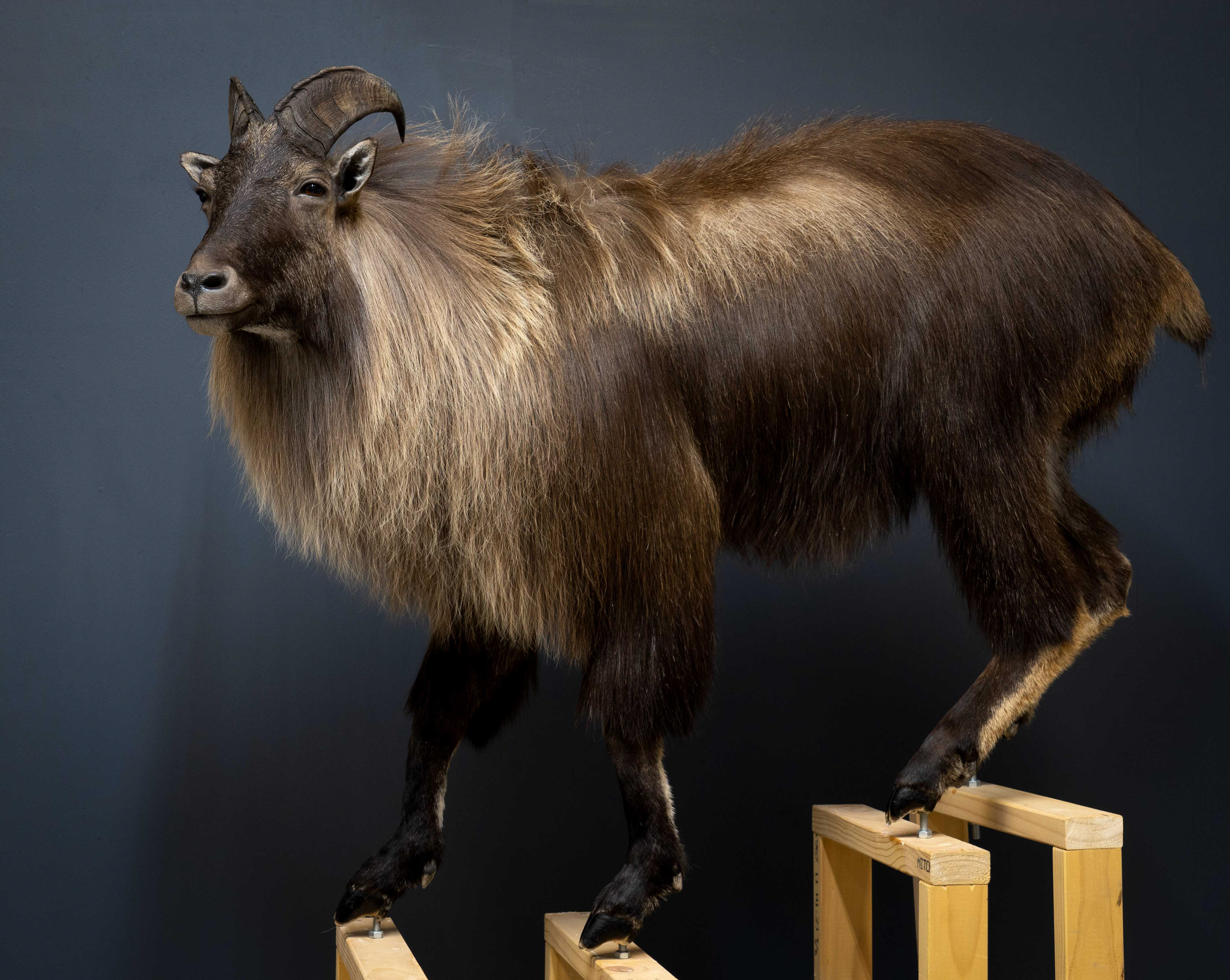 Mountain Edge Taxidermy Fullbody