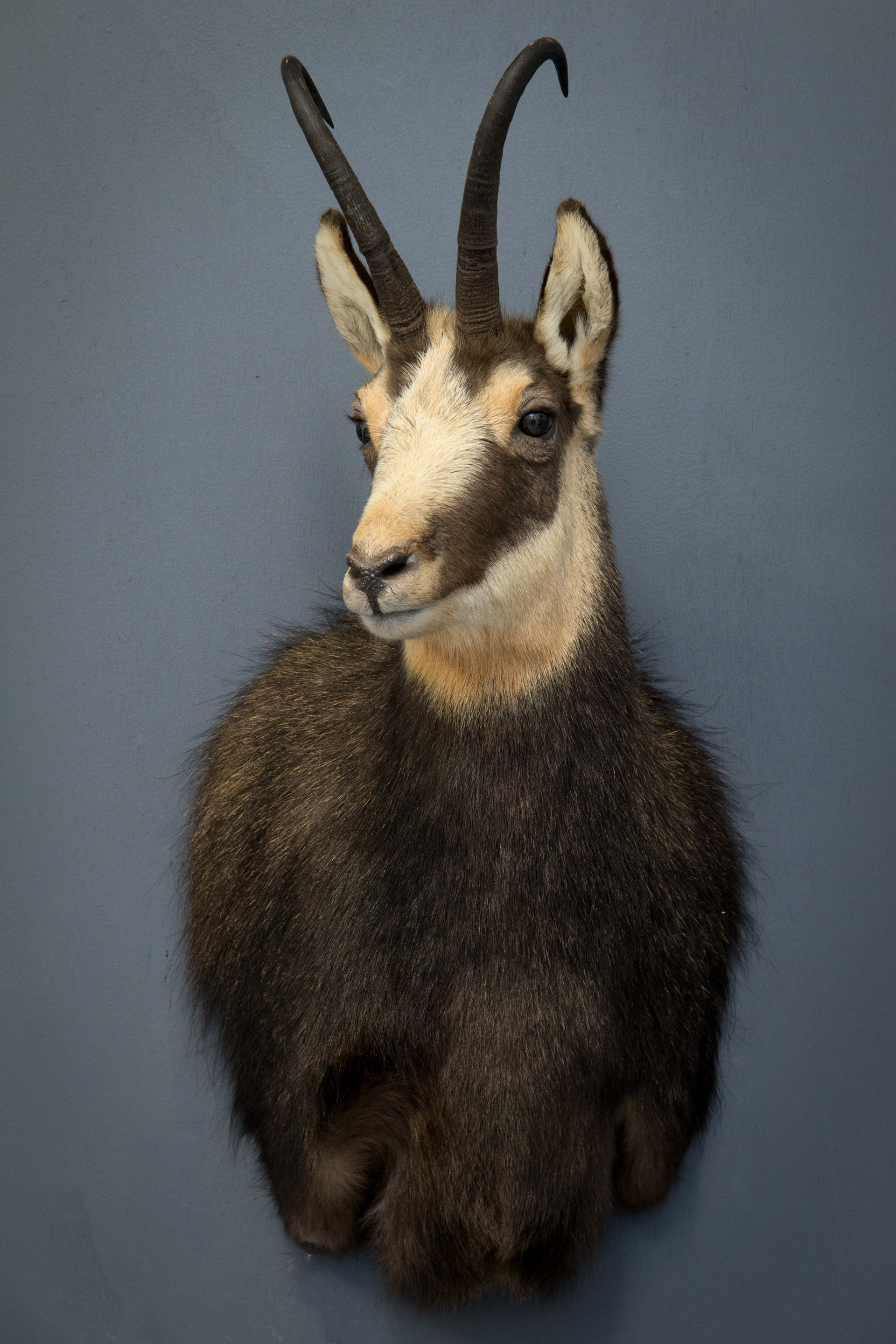 Mountain Edge Taxidermy Chamois