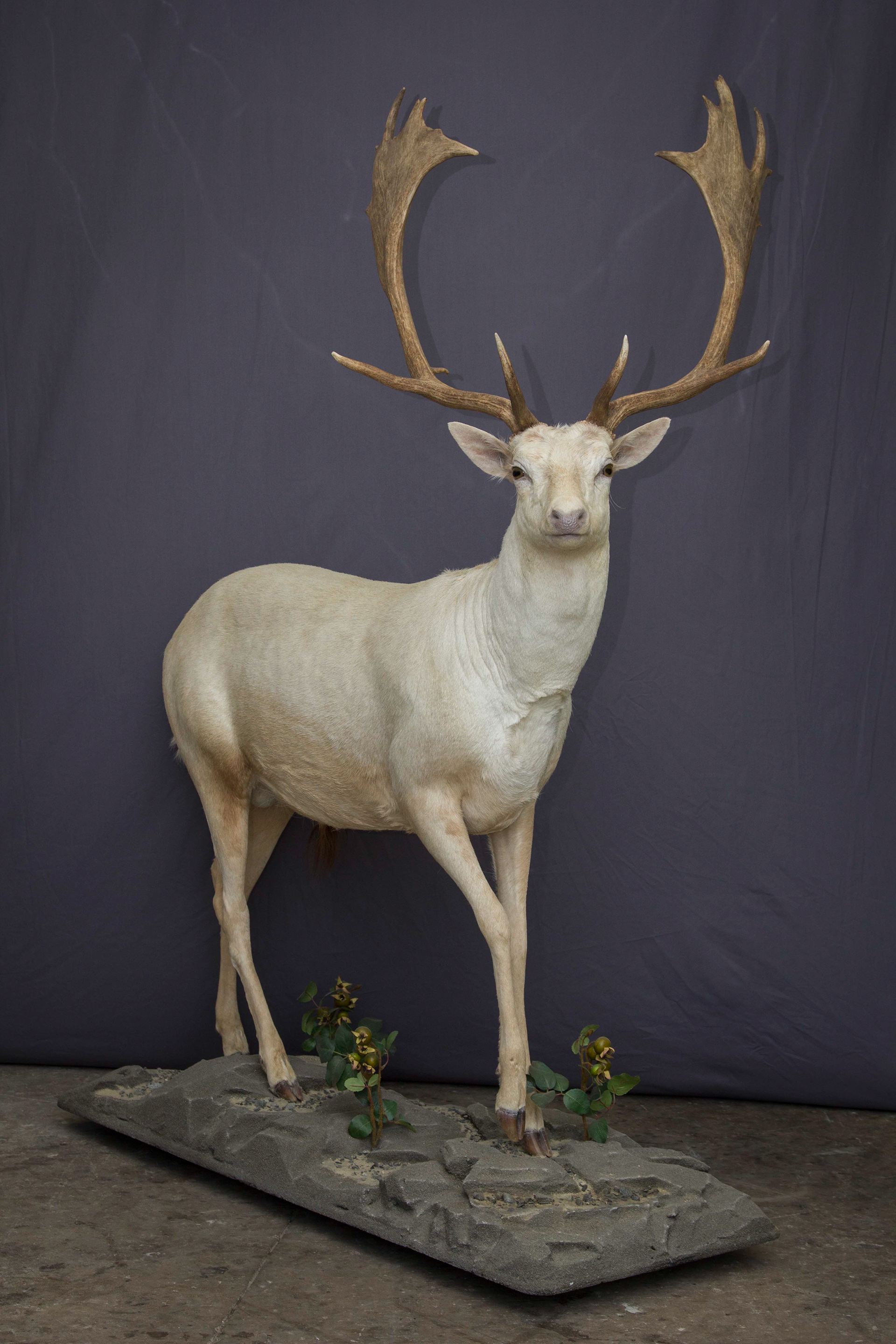 Mountain Edge Taxidermy Fullbody