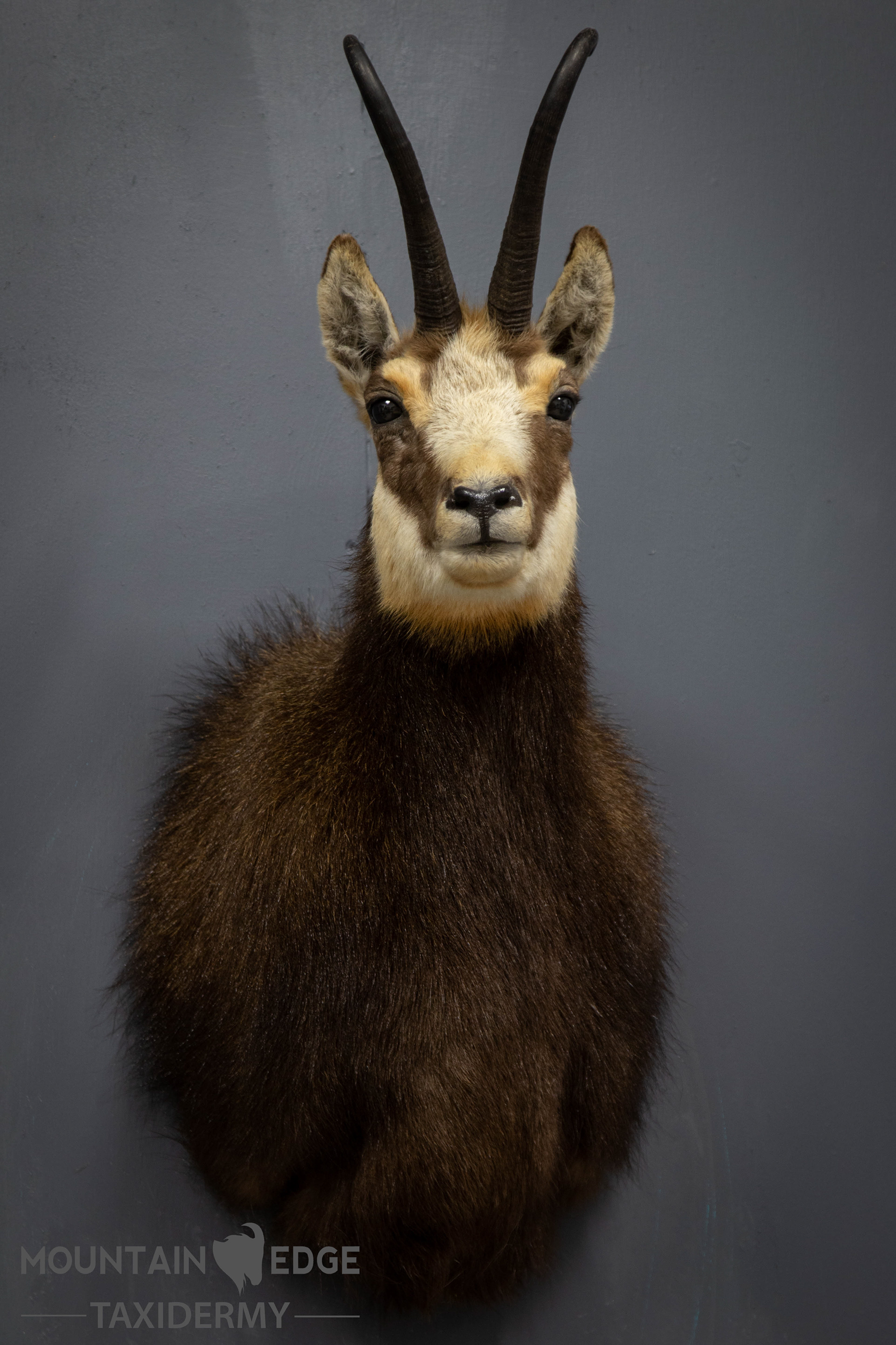 Mountain Edge Taxidermy Chamois