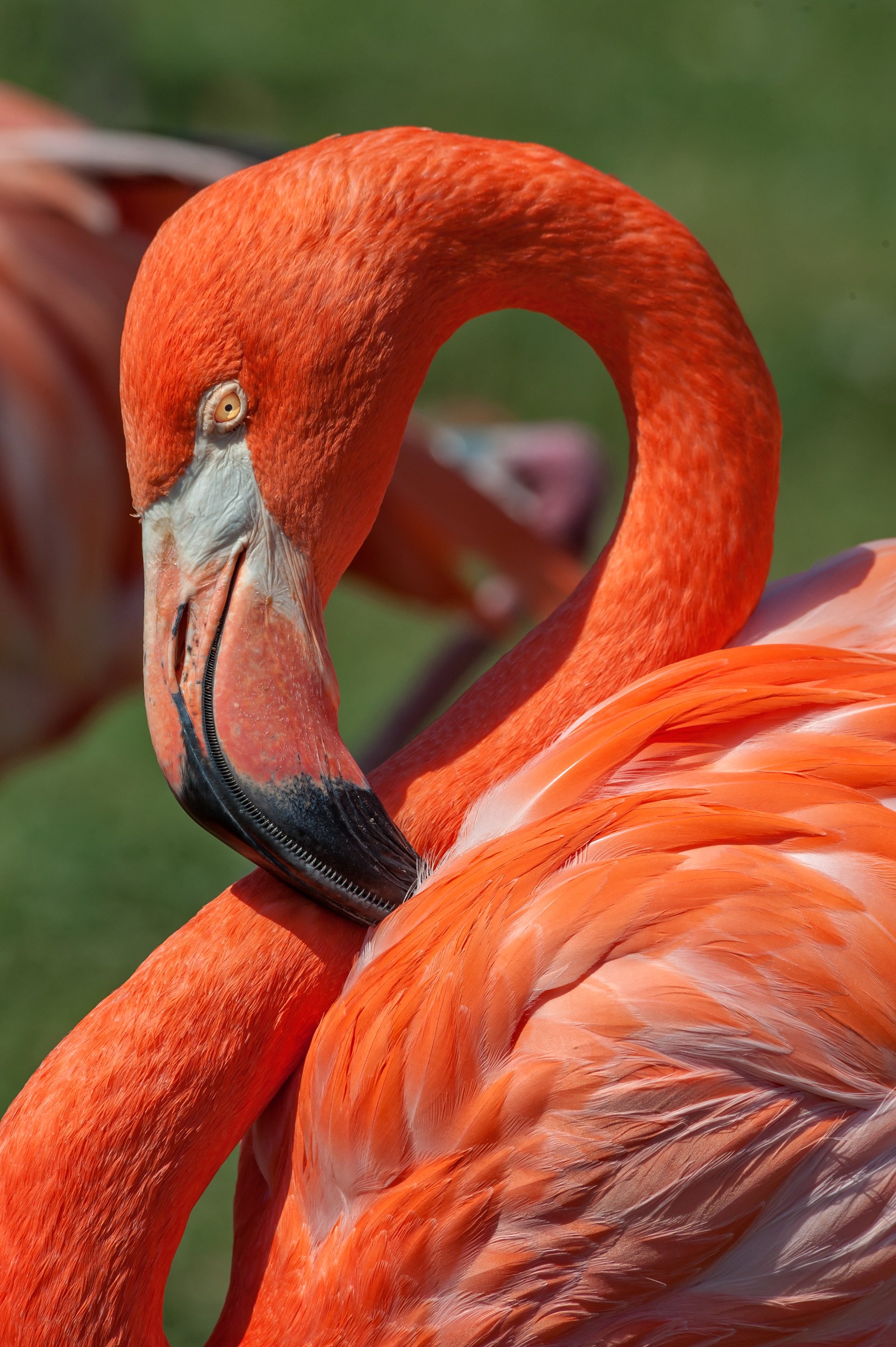 Flamingo