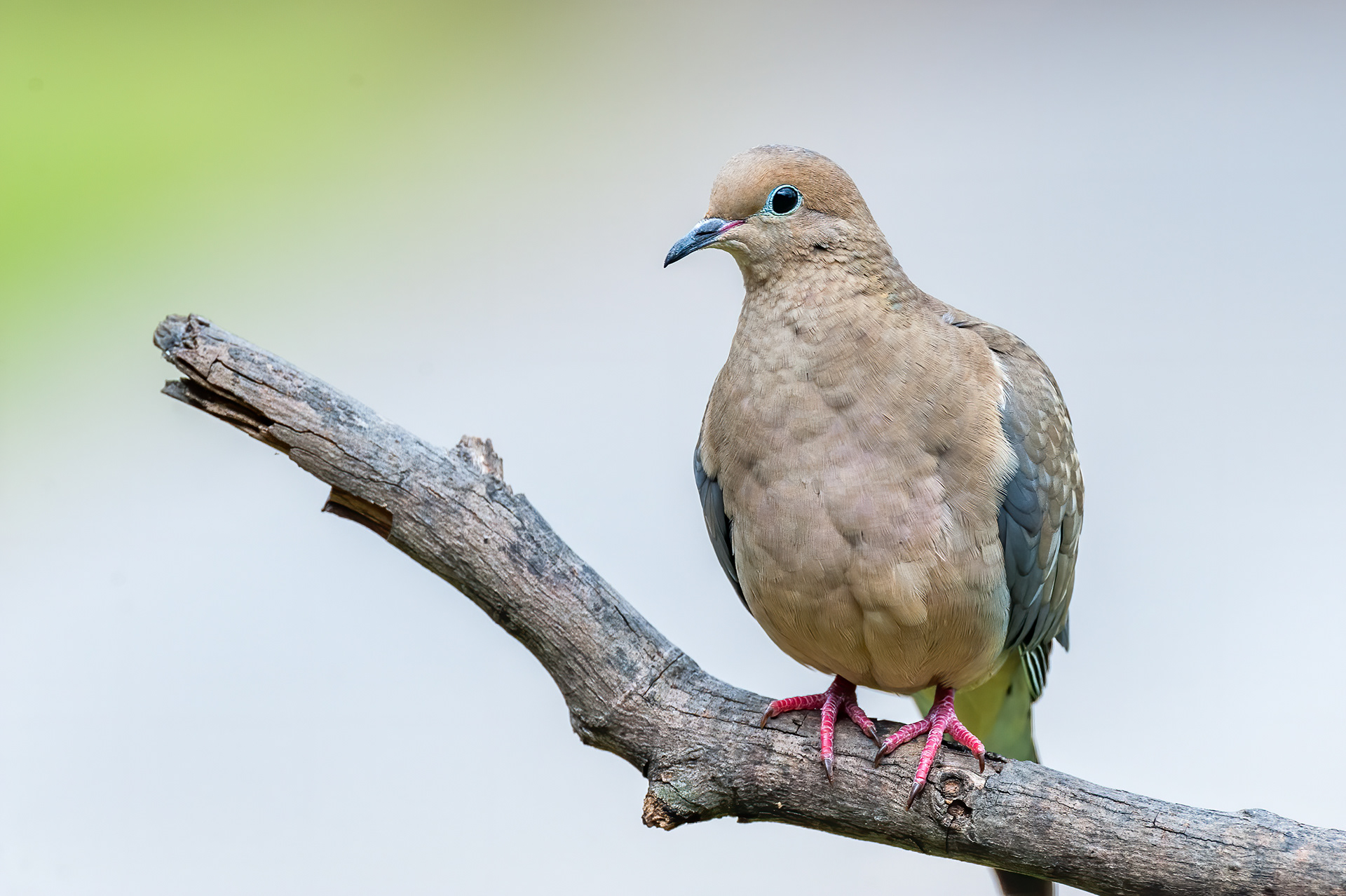 Mourning Dove (Zenaida macroura)
