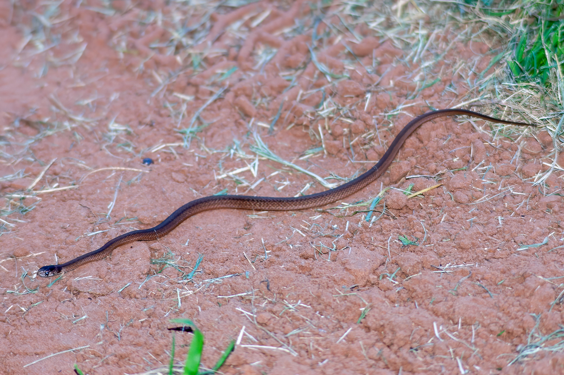 Texas Brown Snake (
