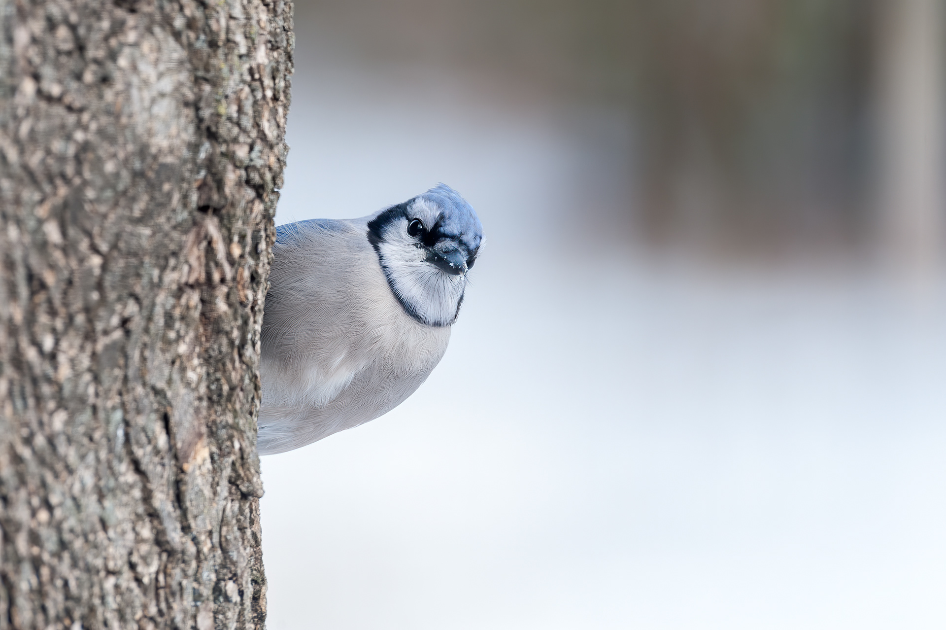 Blue Jay