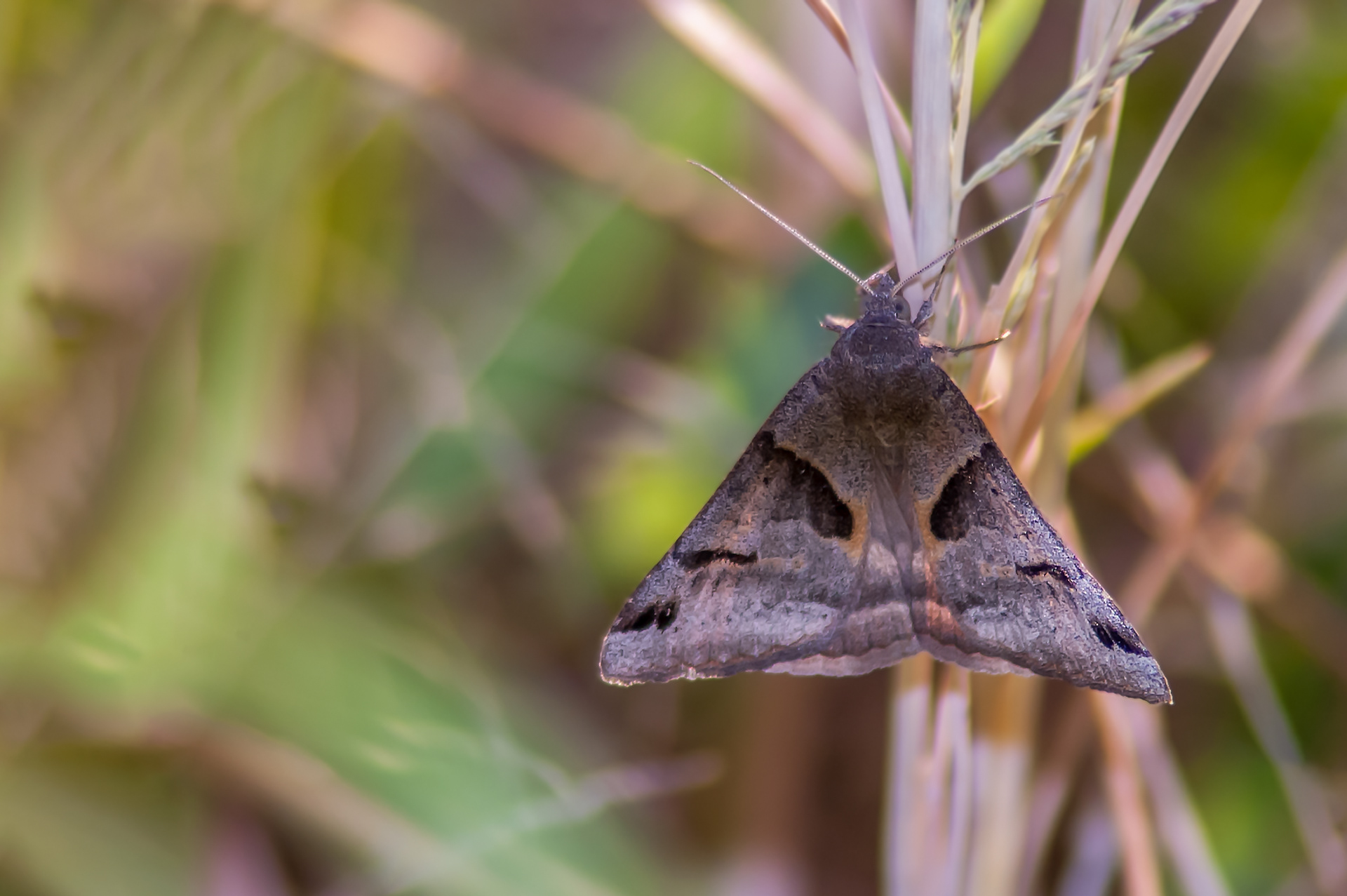 Wildeyes Images Moths of Oklahoma