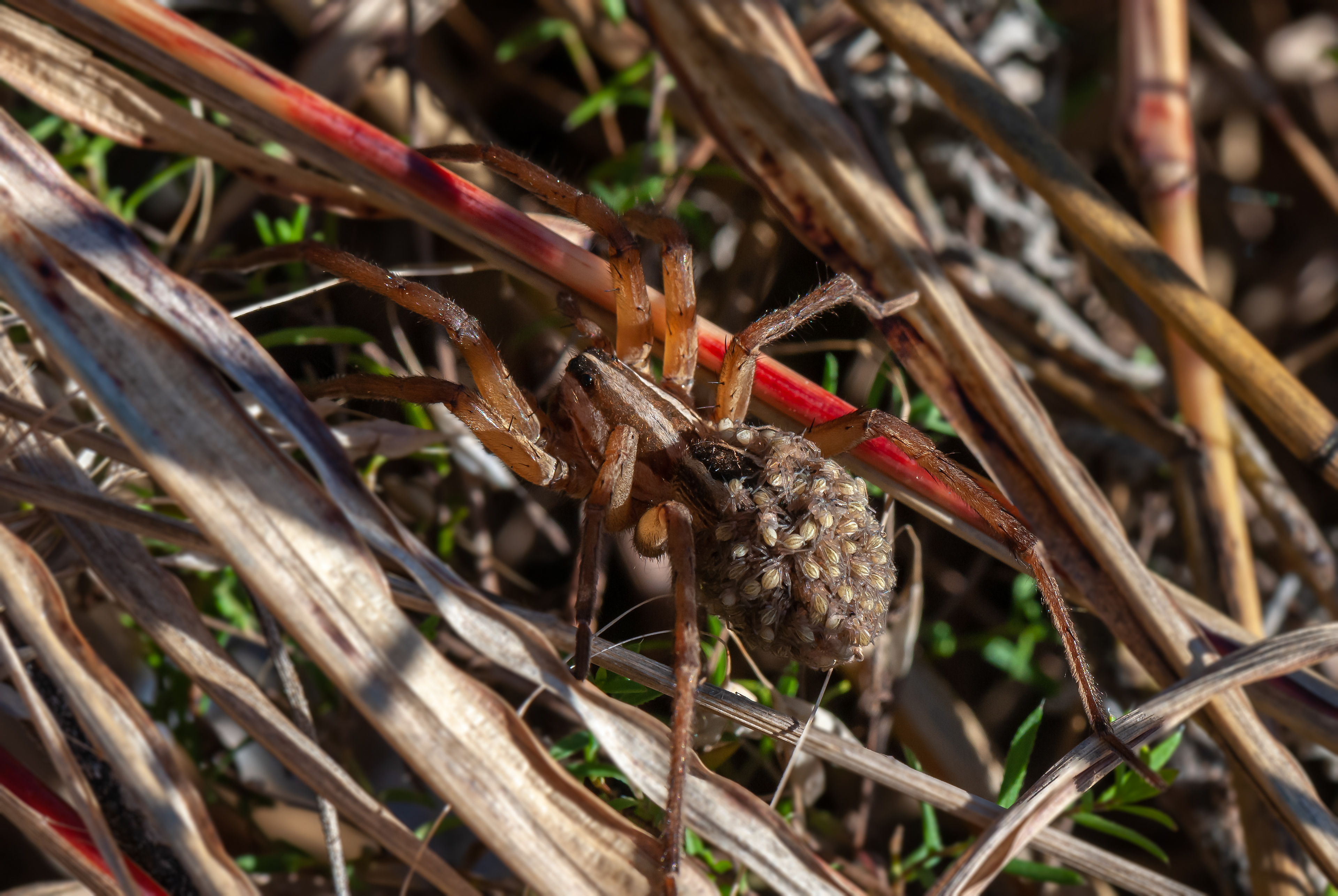 Giant Wolf Spider with Young (Hogna carolinesis)