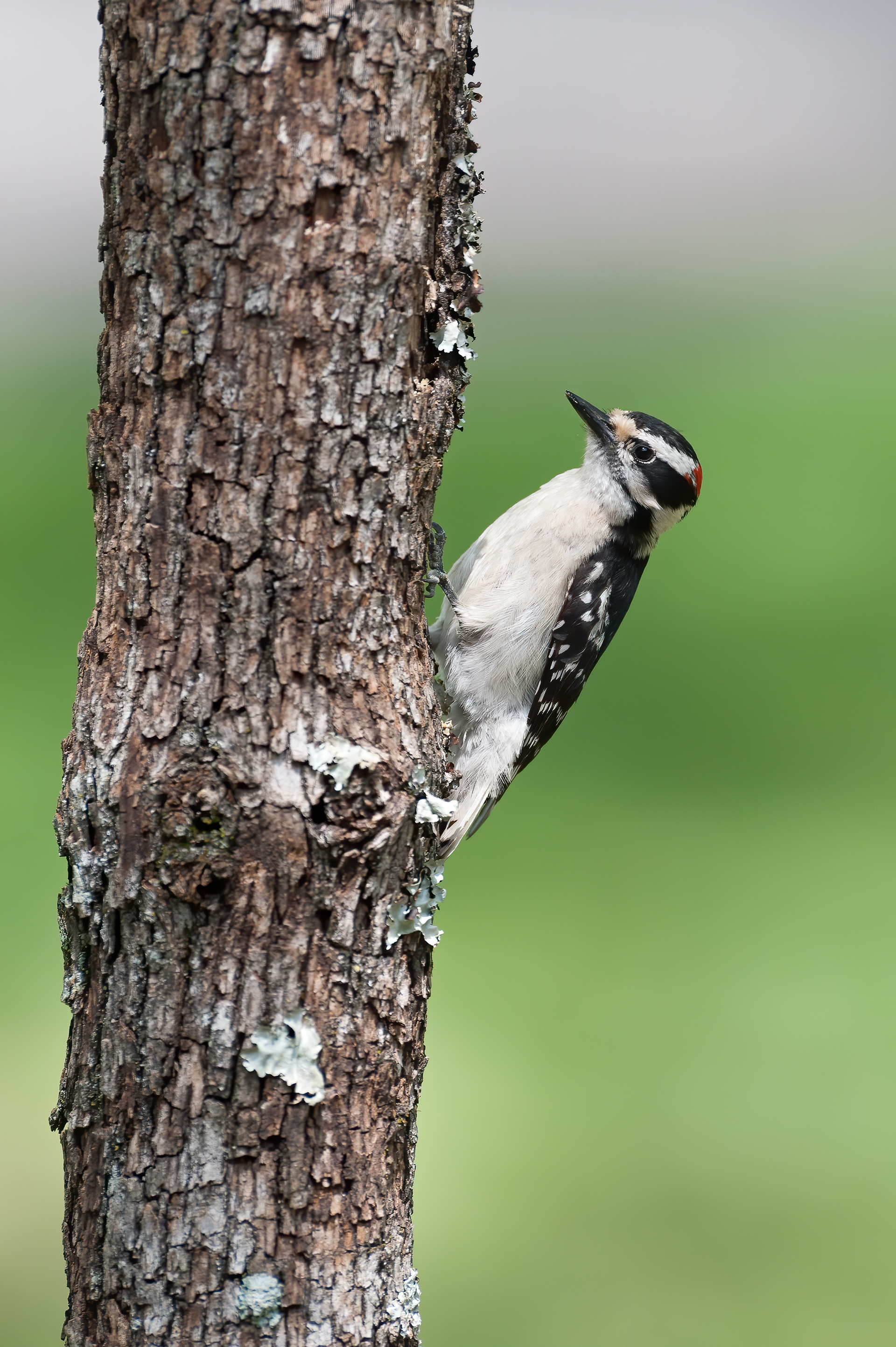 Downy Woodpecker - Female