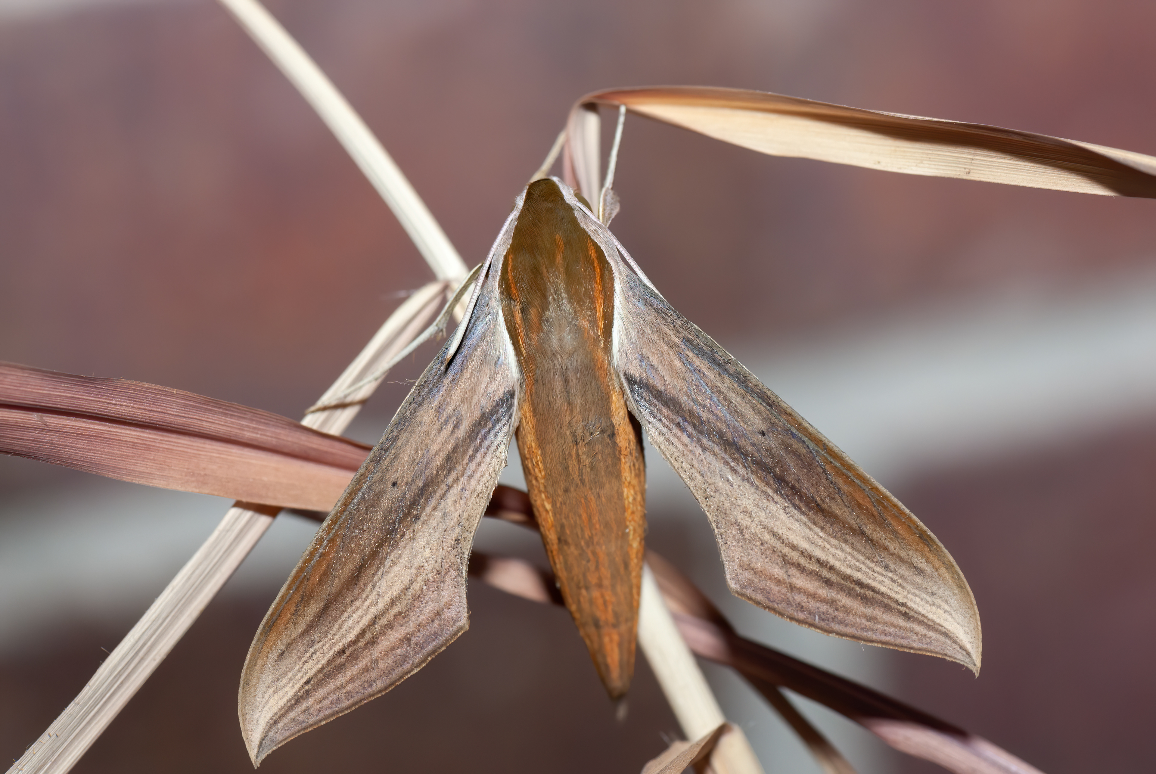Wildeyes Images Moths of Oklahoma