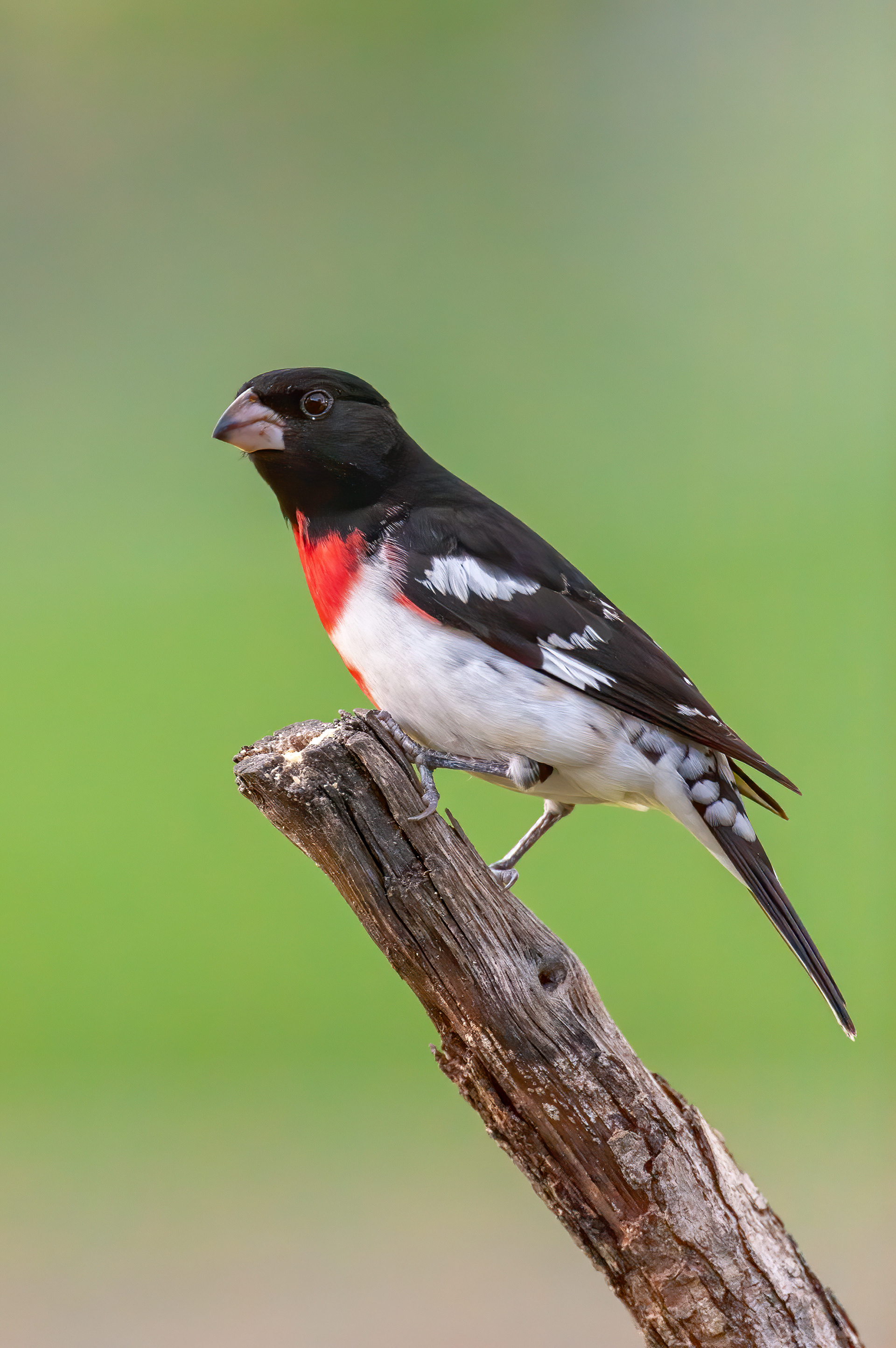 Rose-breasted Grosbeak - Male (Pheucticus ludovicianus)