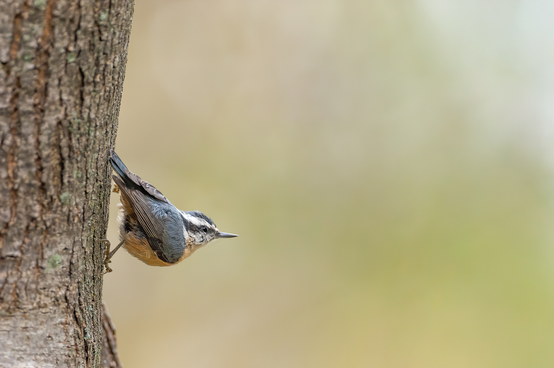 Red-breasted Nuthatch (Sitta canadensis)